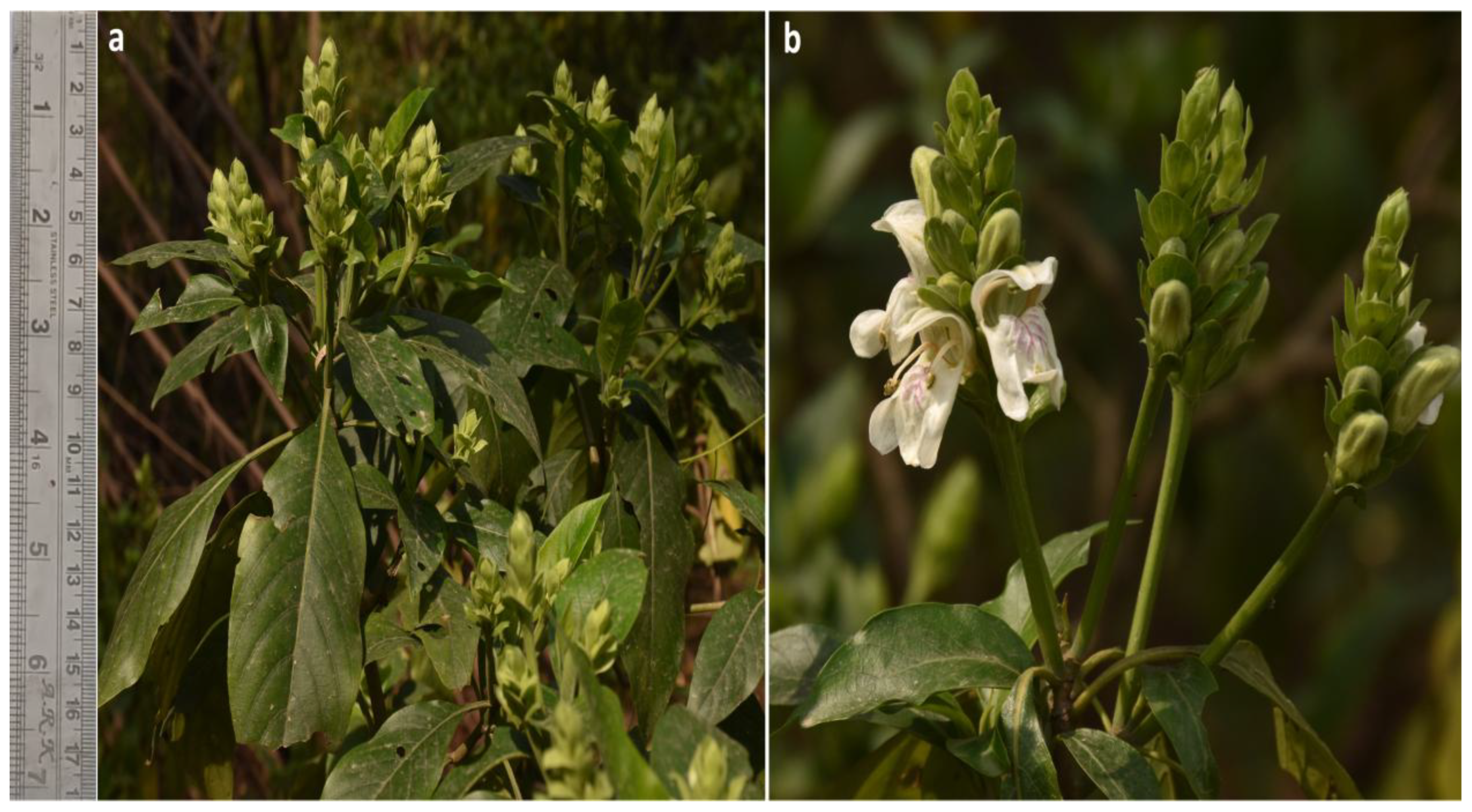 Conservation 05 00002 g001