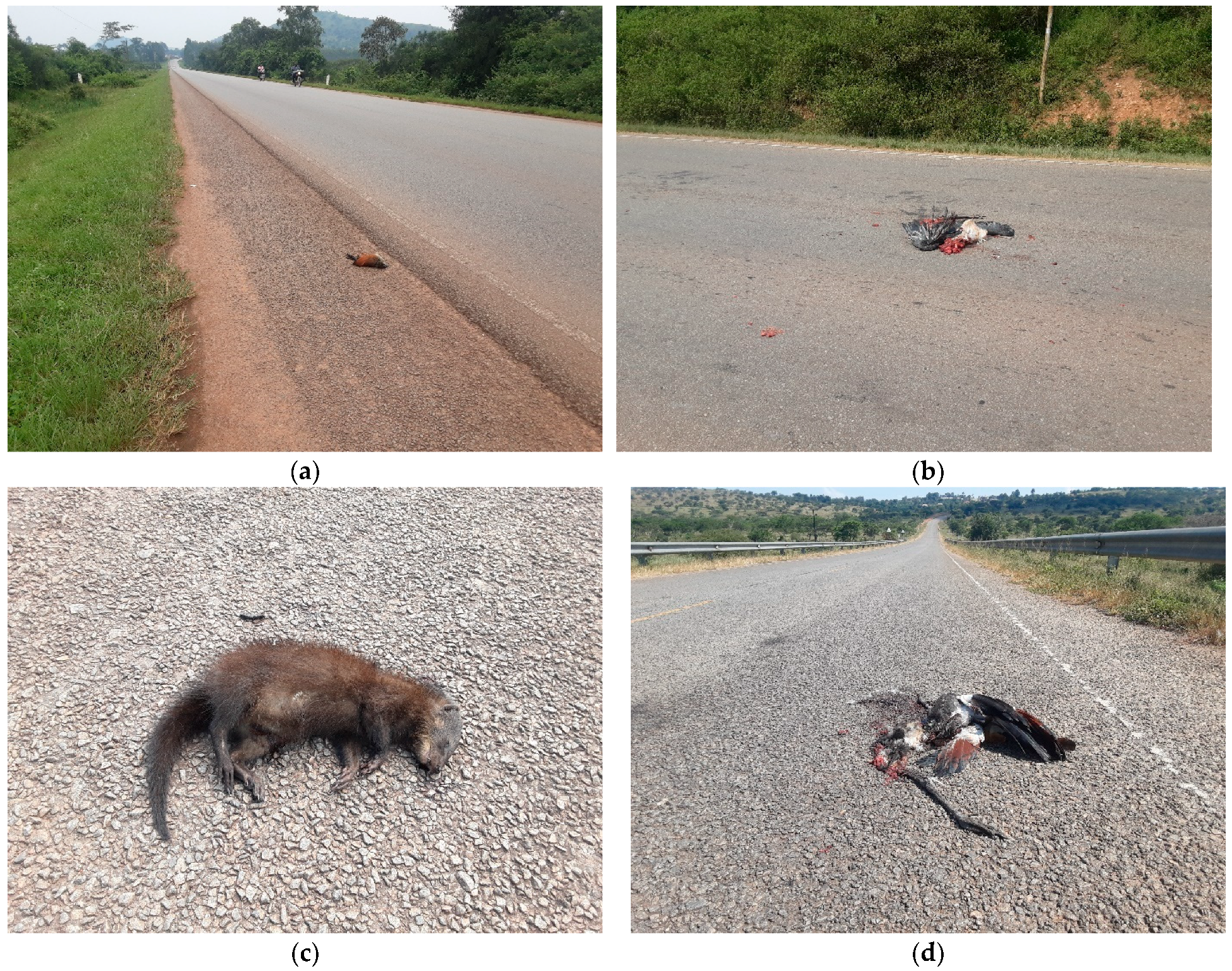 Conservation 05 00026 g005