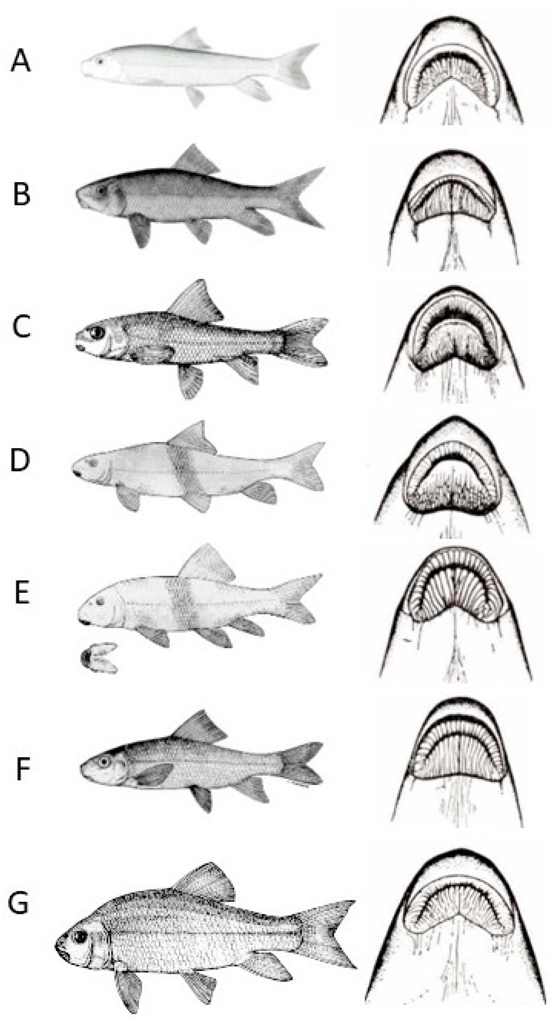 Conservation 05 00027 g001