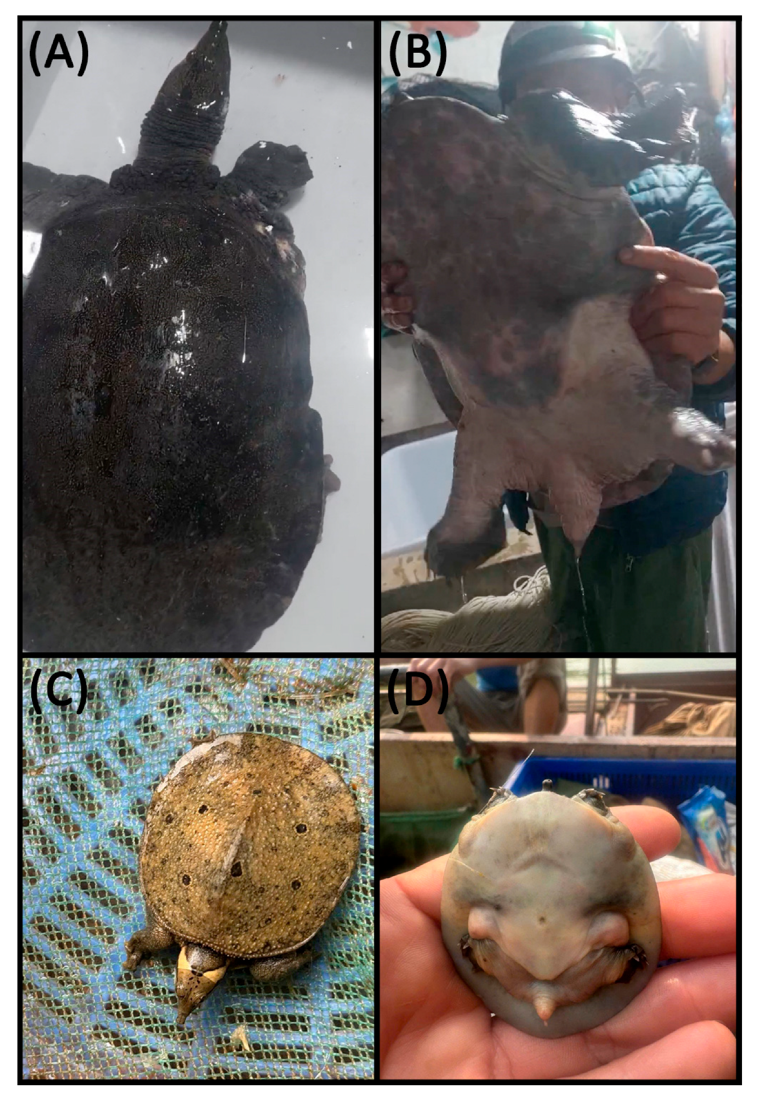 Conservation 05 00032 g003