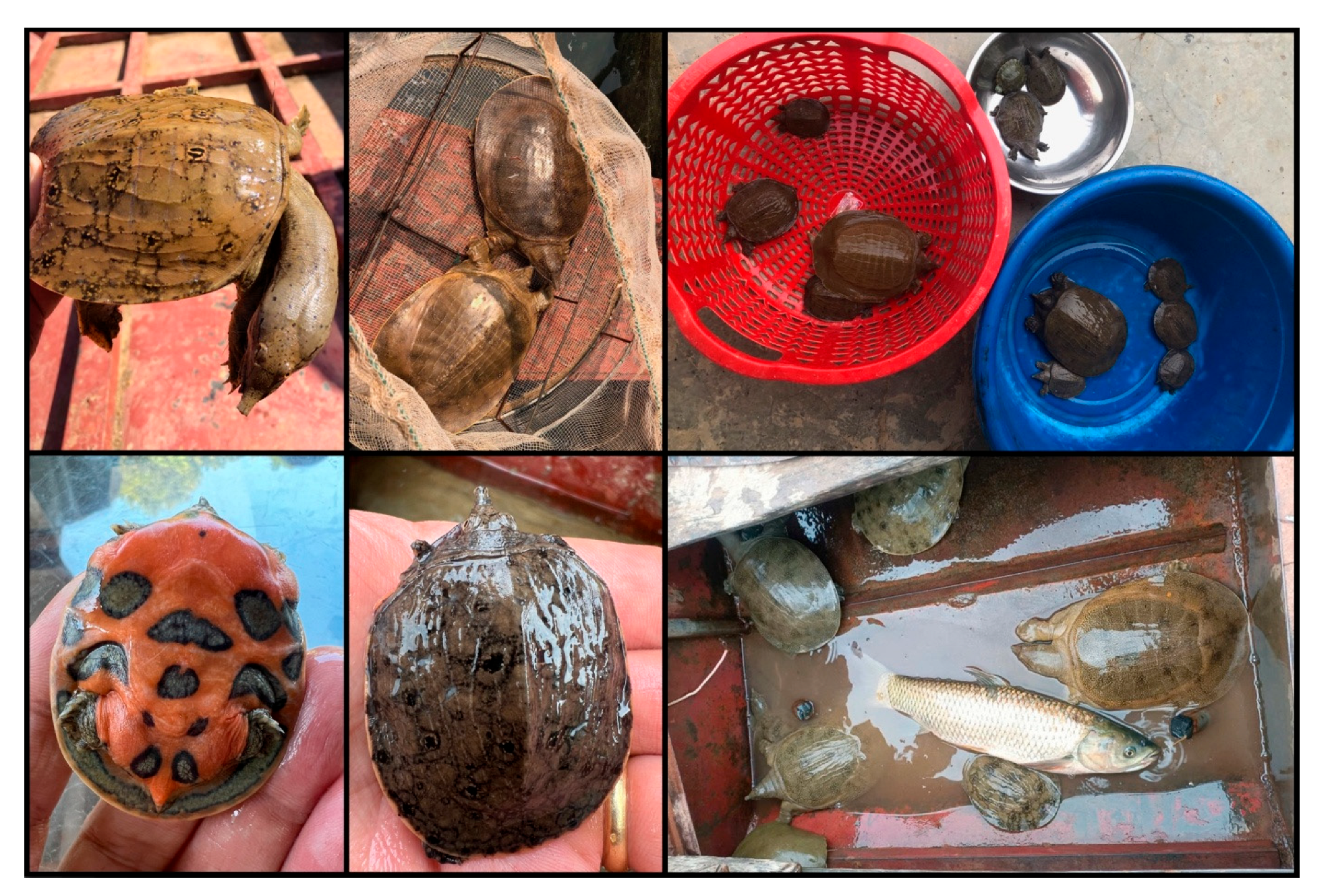 Conservation 05 00032 g004