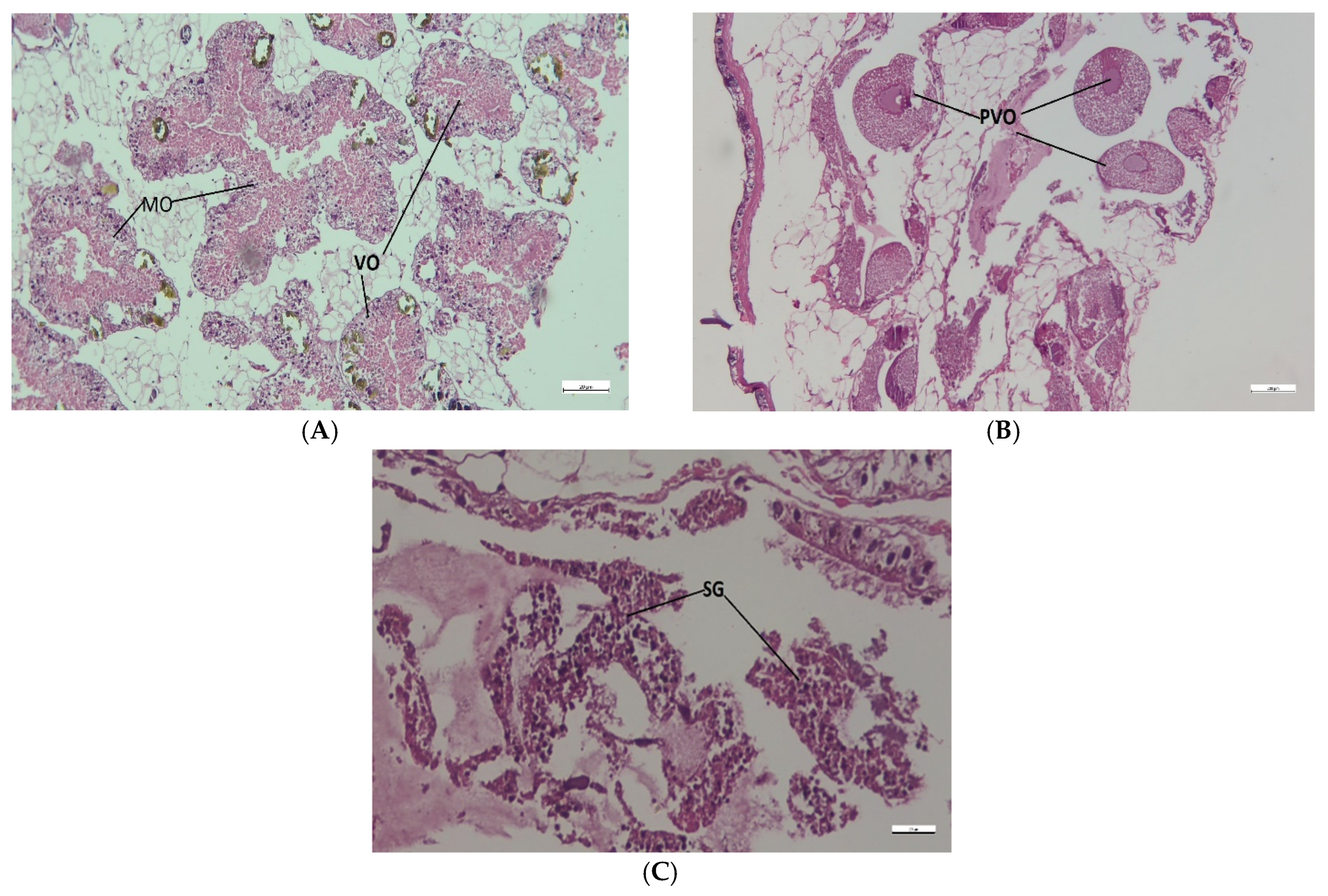 Conservation 05 00043 g006