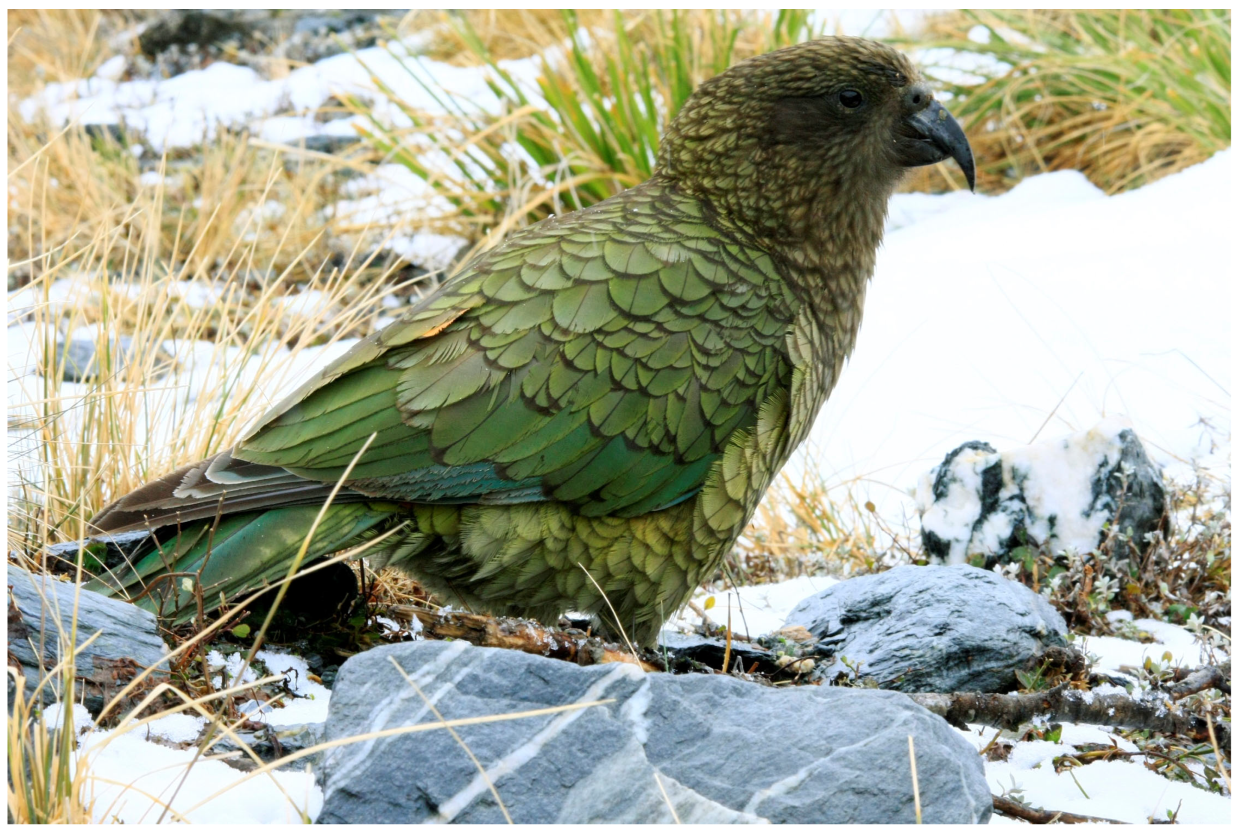 Conservation 05 00047 g003