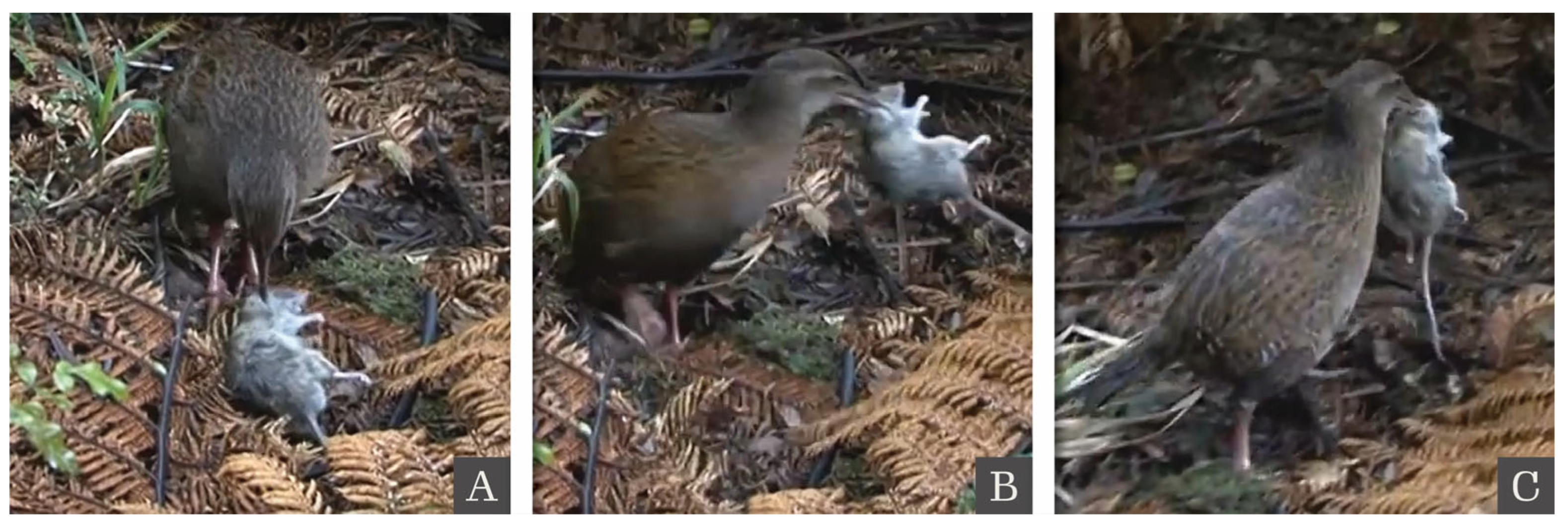 Conservation 05 00047 g004