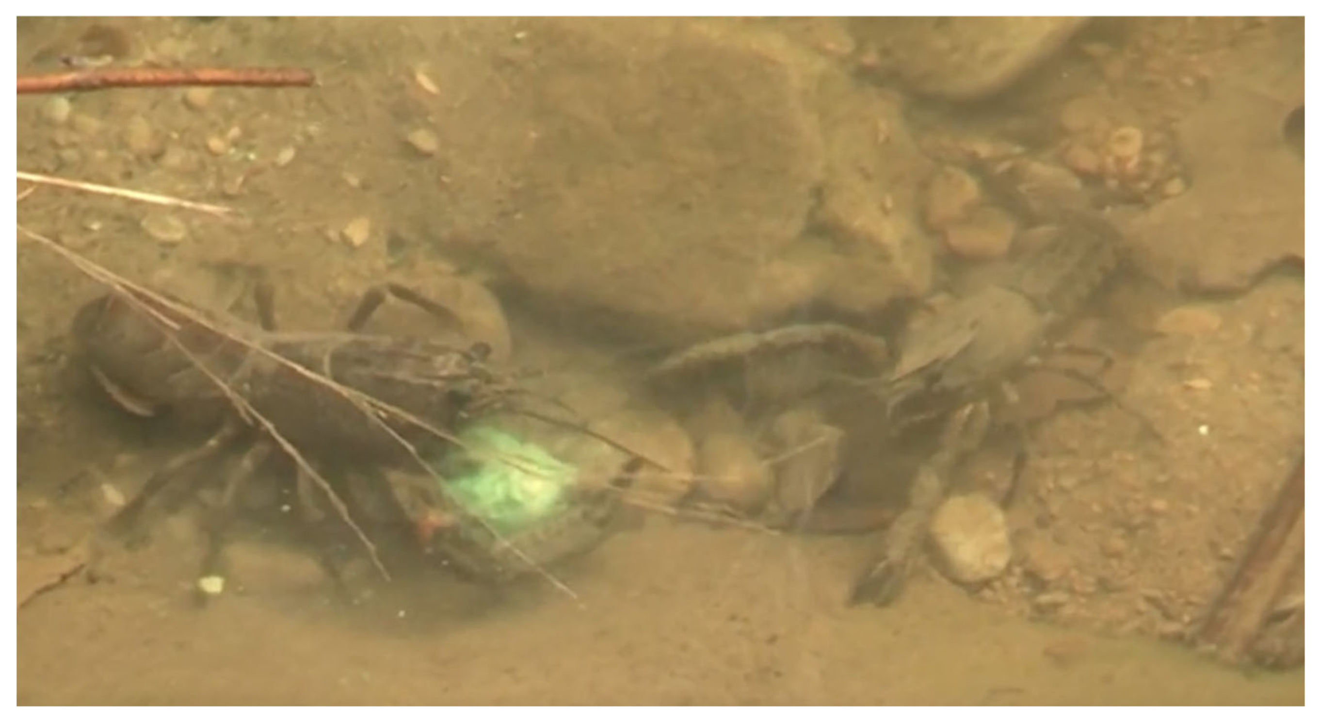 Conservation 05 00047 g006