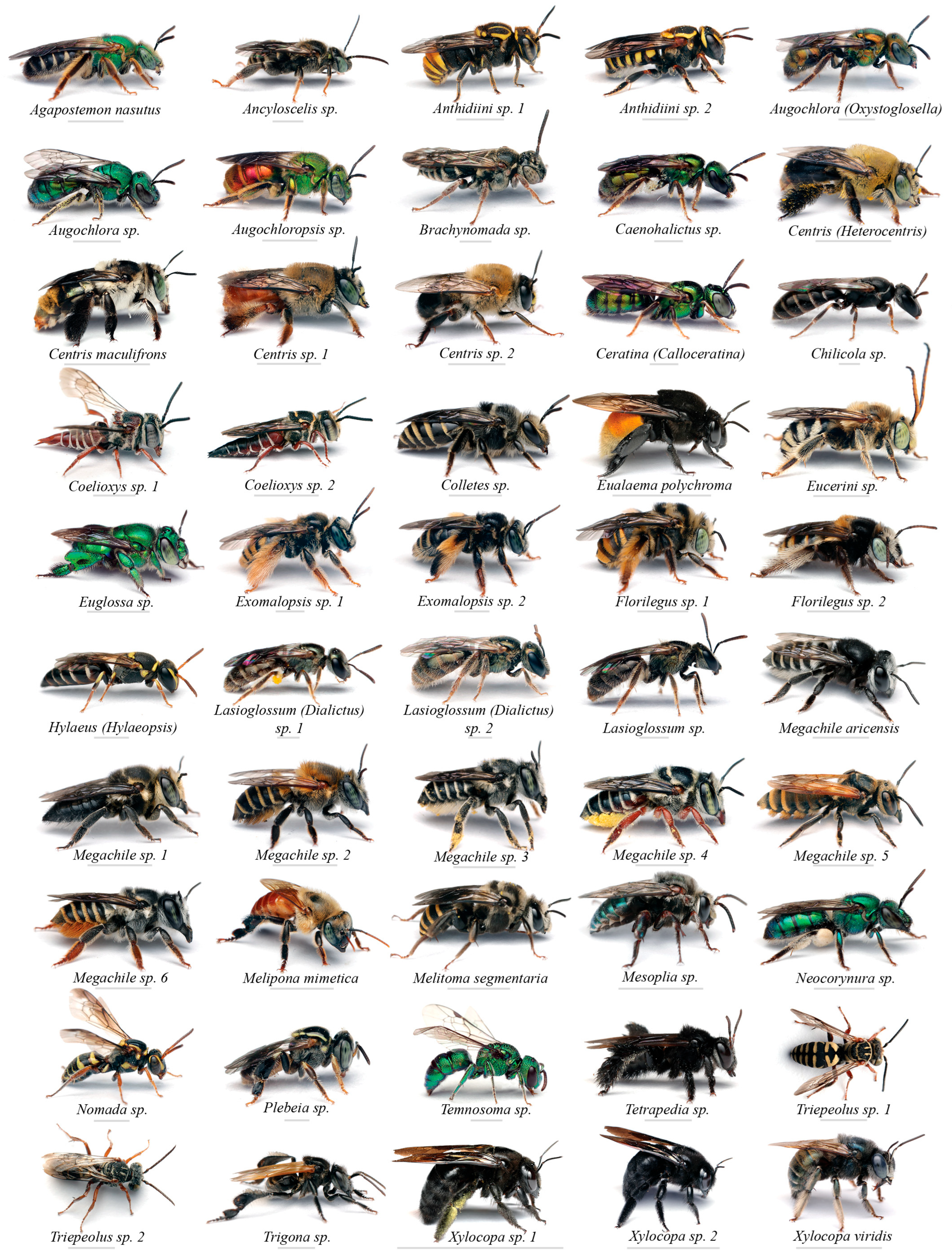 Conservation 05 00057 g001 Conservation 05 00057 g001