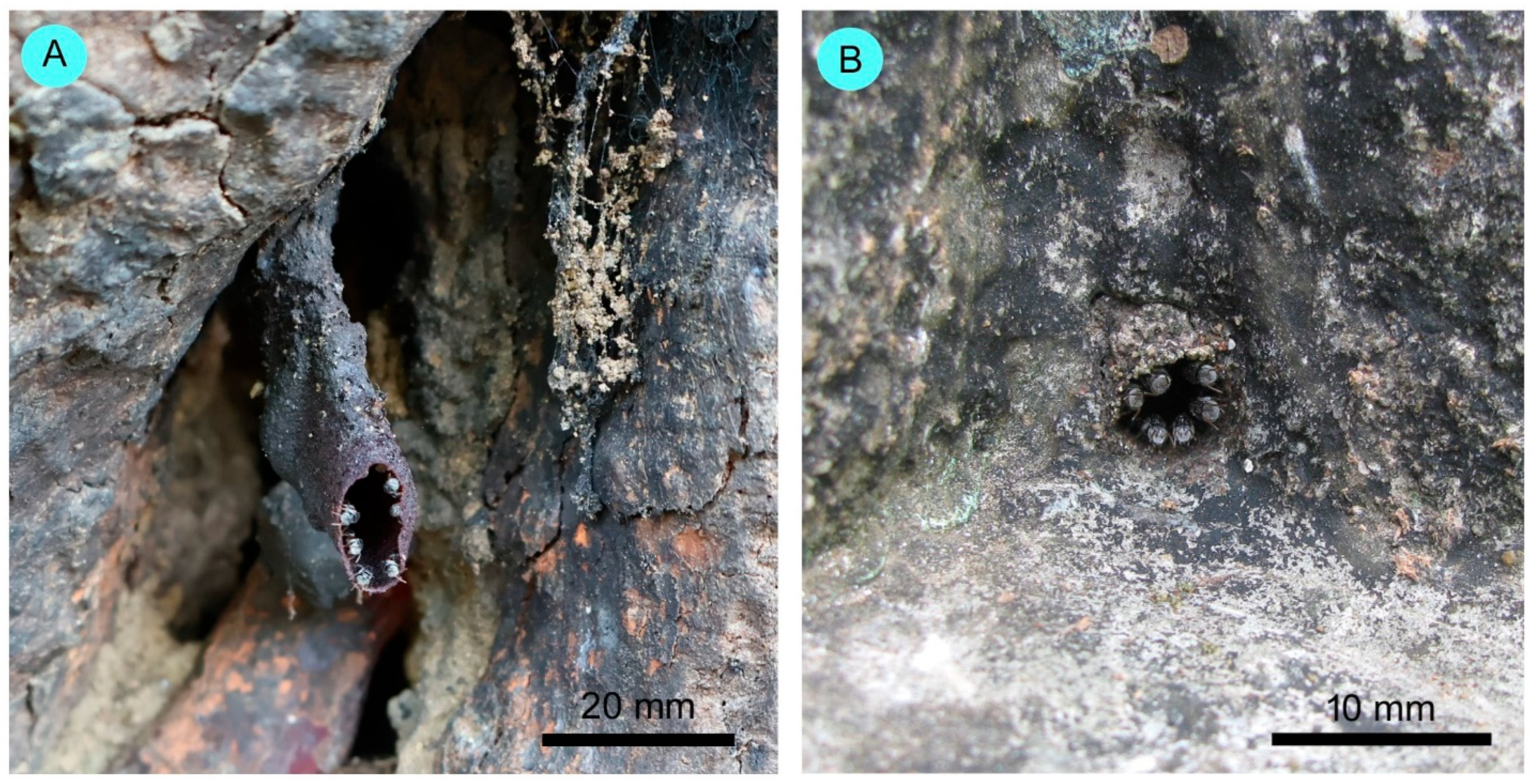 Conservation 05 00063 g002 Conservation 05 00063 g002