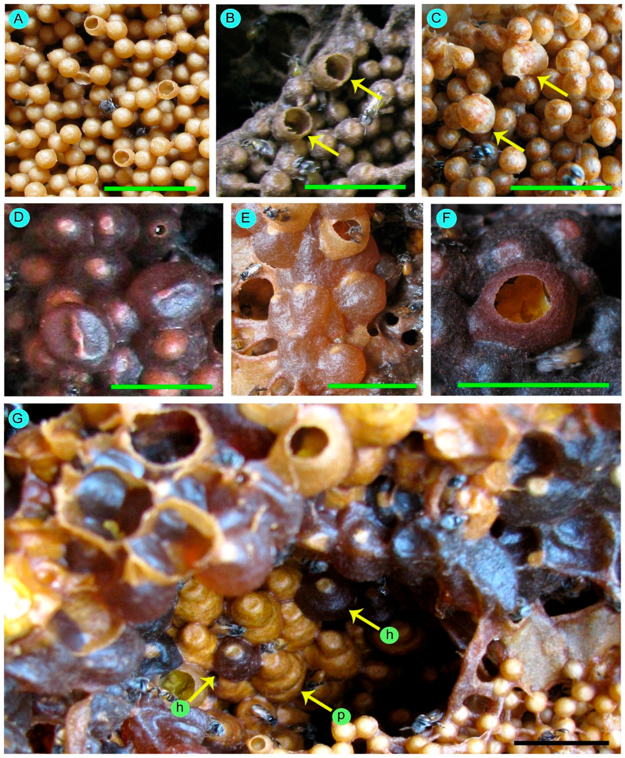 Conservation 05 00063 g004 Conservation 05 00063 g004