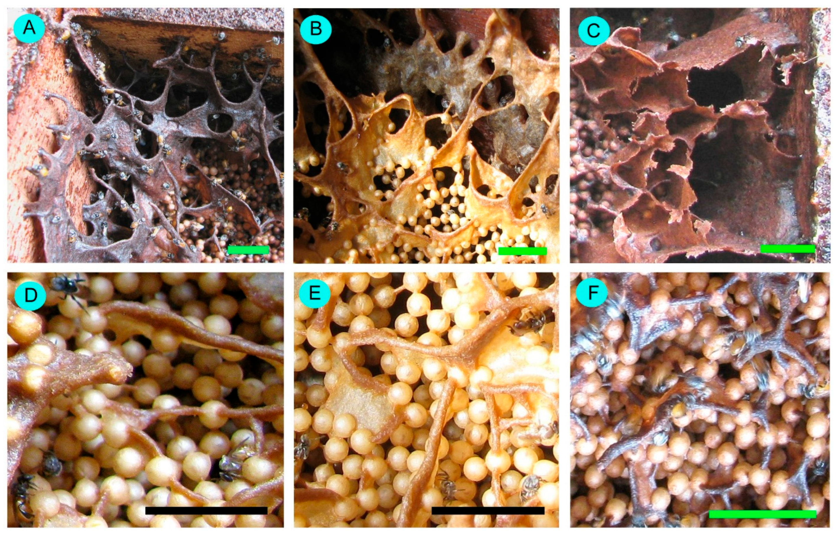 Conservation 05 00063 g005 Conservation 05 00063 g005