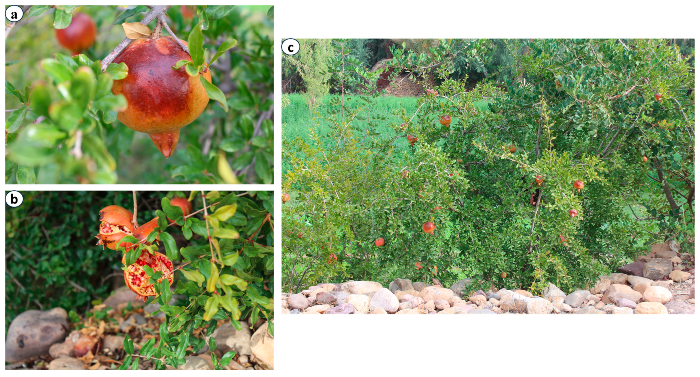 Conservation 05 00066 g004