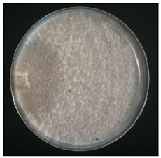 Conservation 05 00070 i001