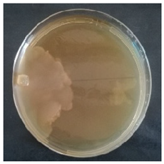 Conservation 05 00070 i004