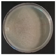 Conservation 05 00070 i006