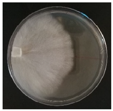 Conservation 05 00070 i007