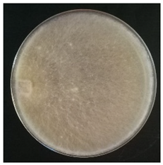 Conservation 05 00070 i009