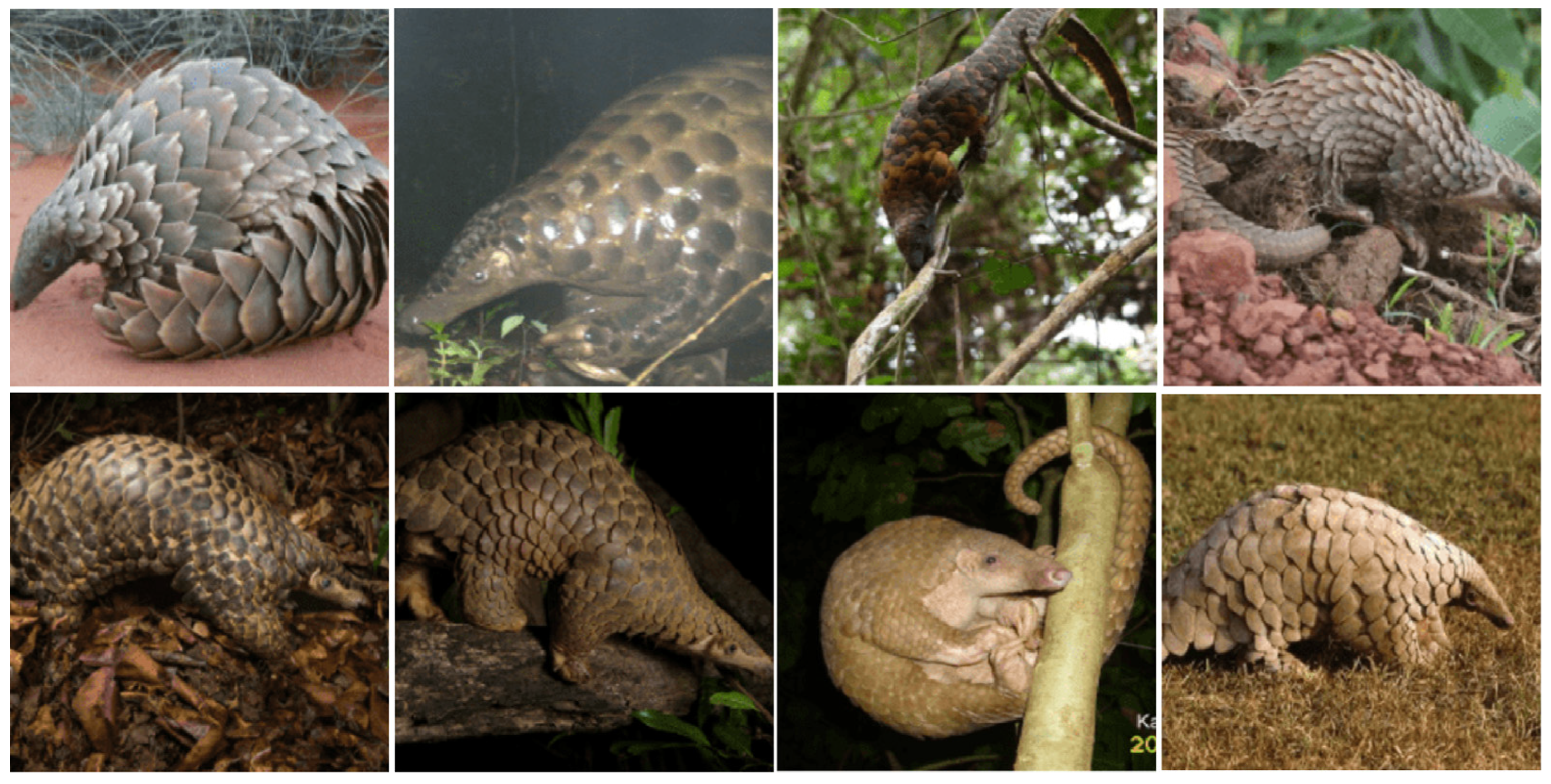 Conservation 05 00077 g001