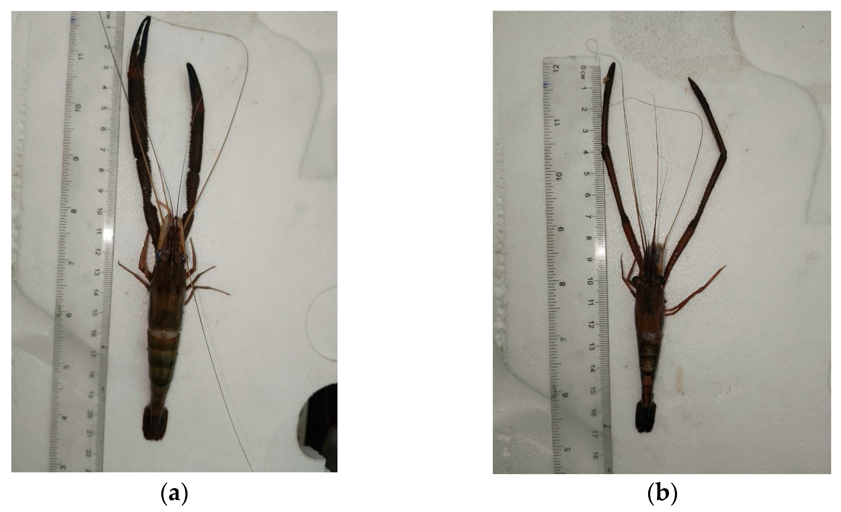 Conservation 05 00082 g003