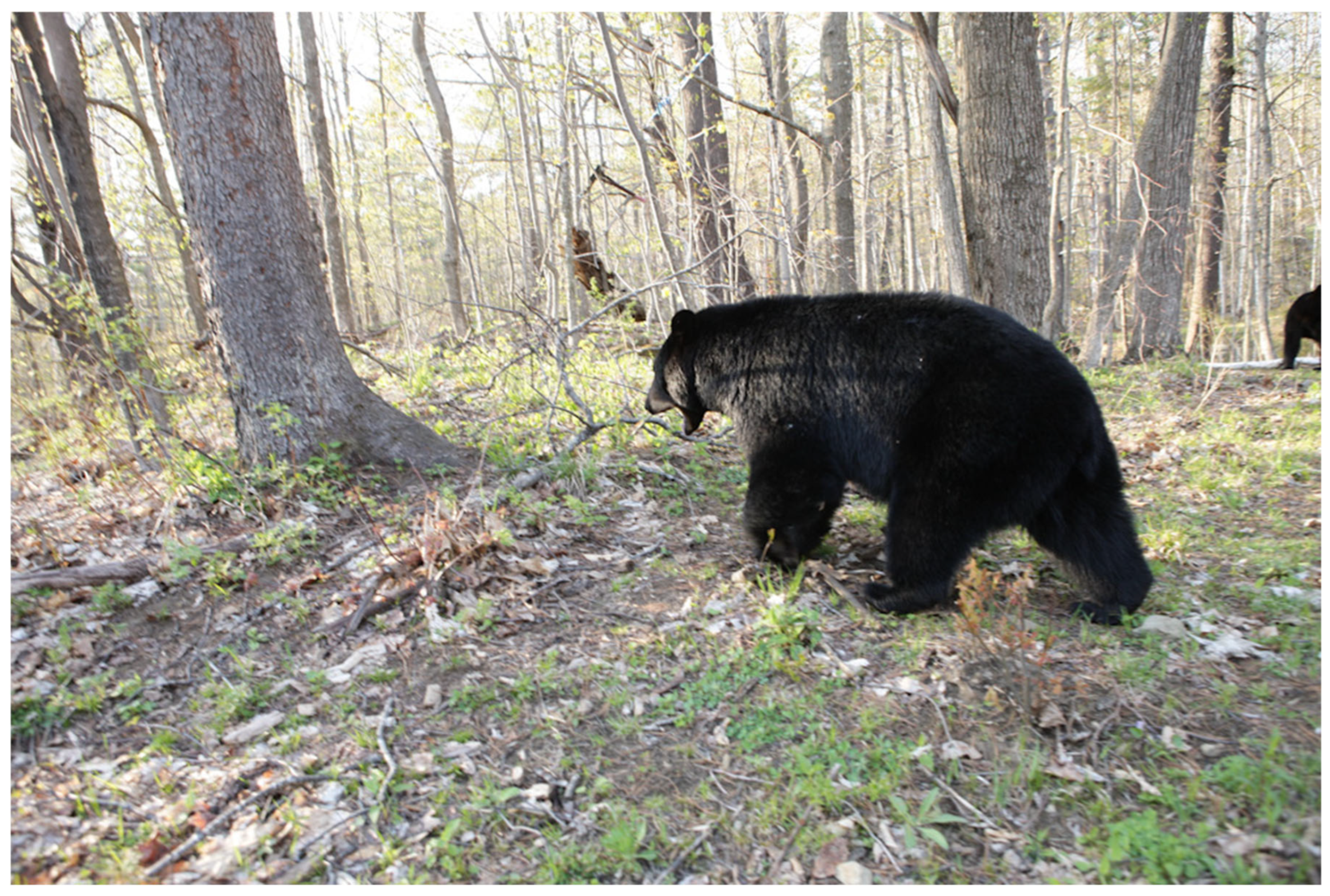 Conservation 06 00017 g001