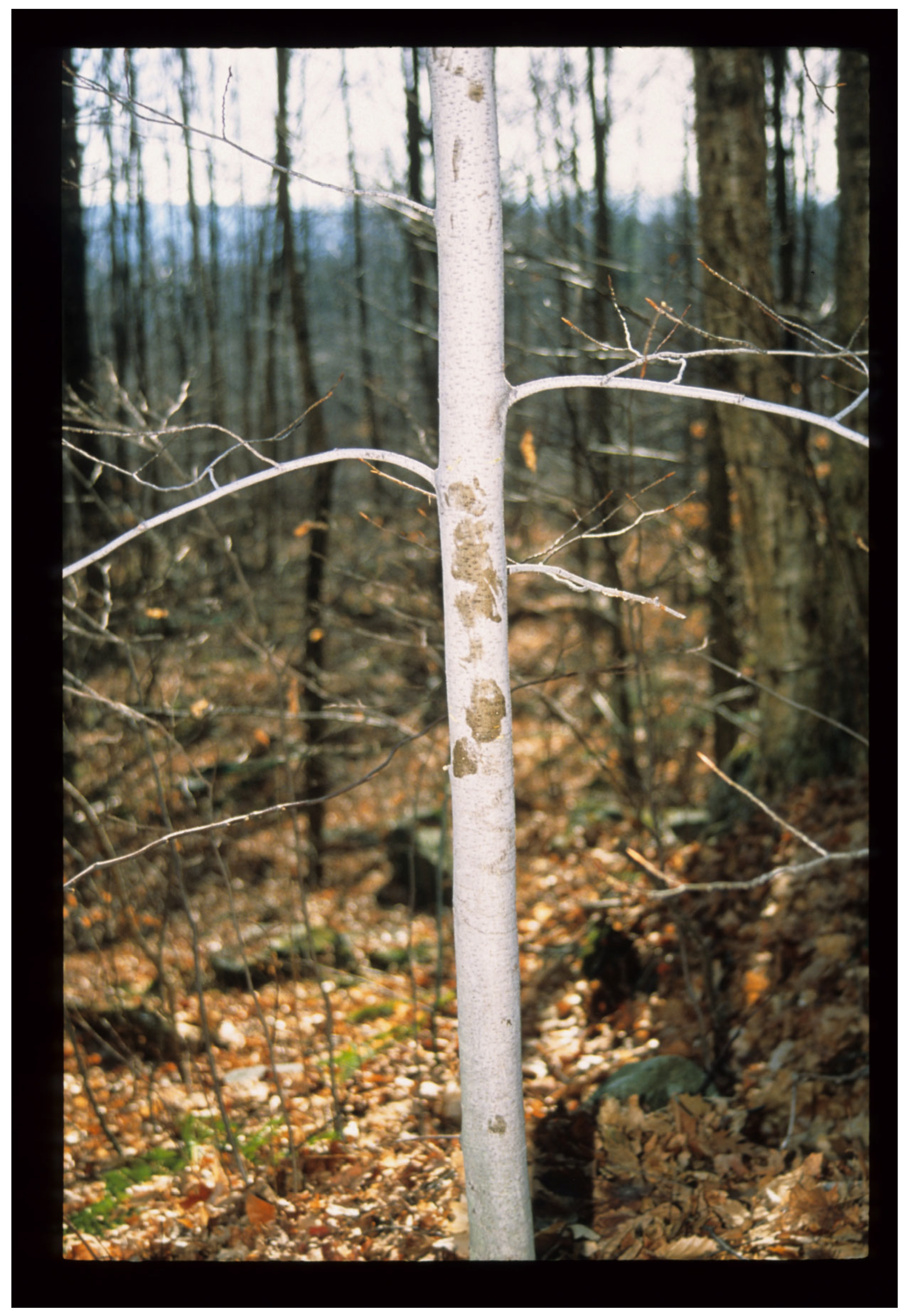 Conservation 06 00017 g006