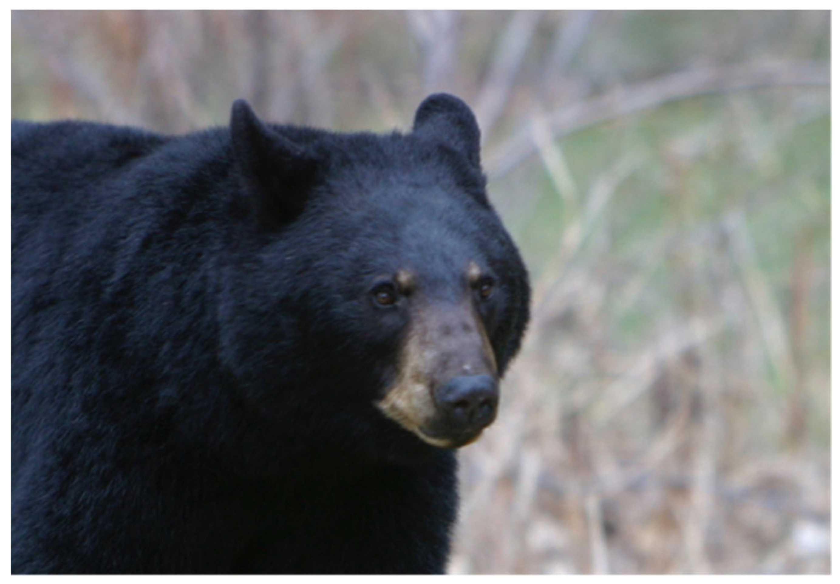 Conservation 06 00017 g008