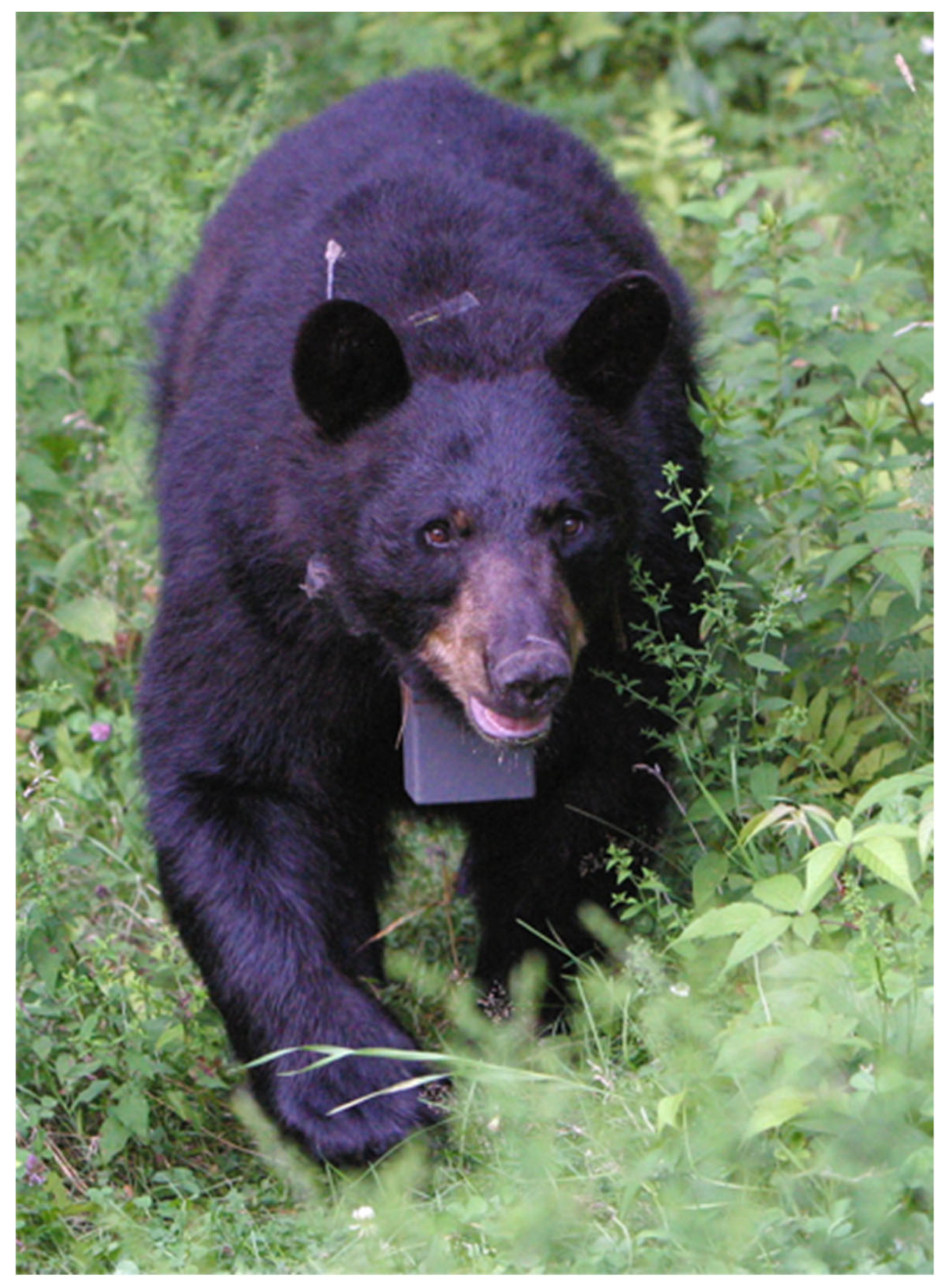 Conservation 06 00017 g009