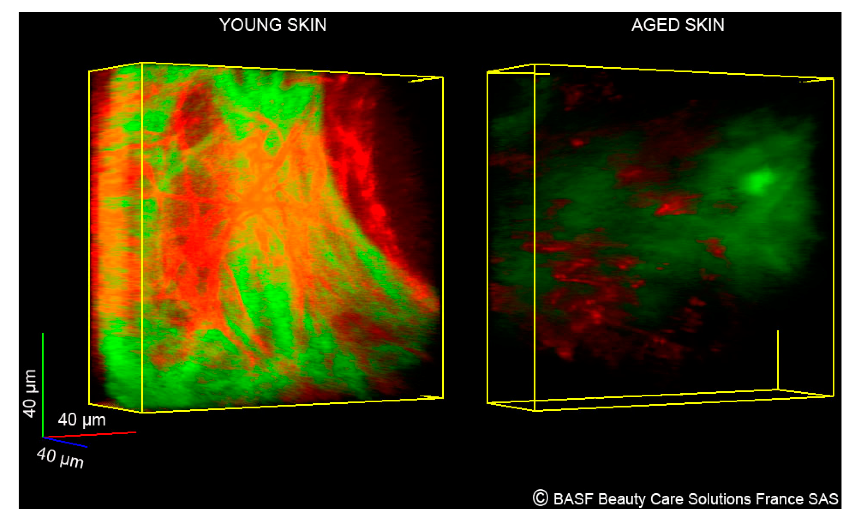Cosmetics 01 00211 g006 1024