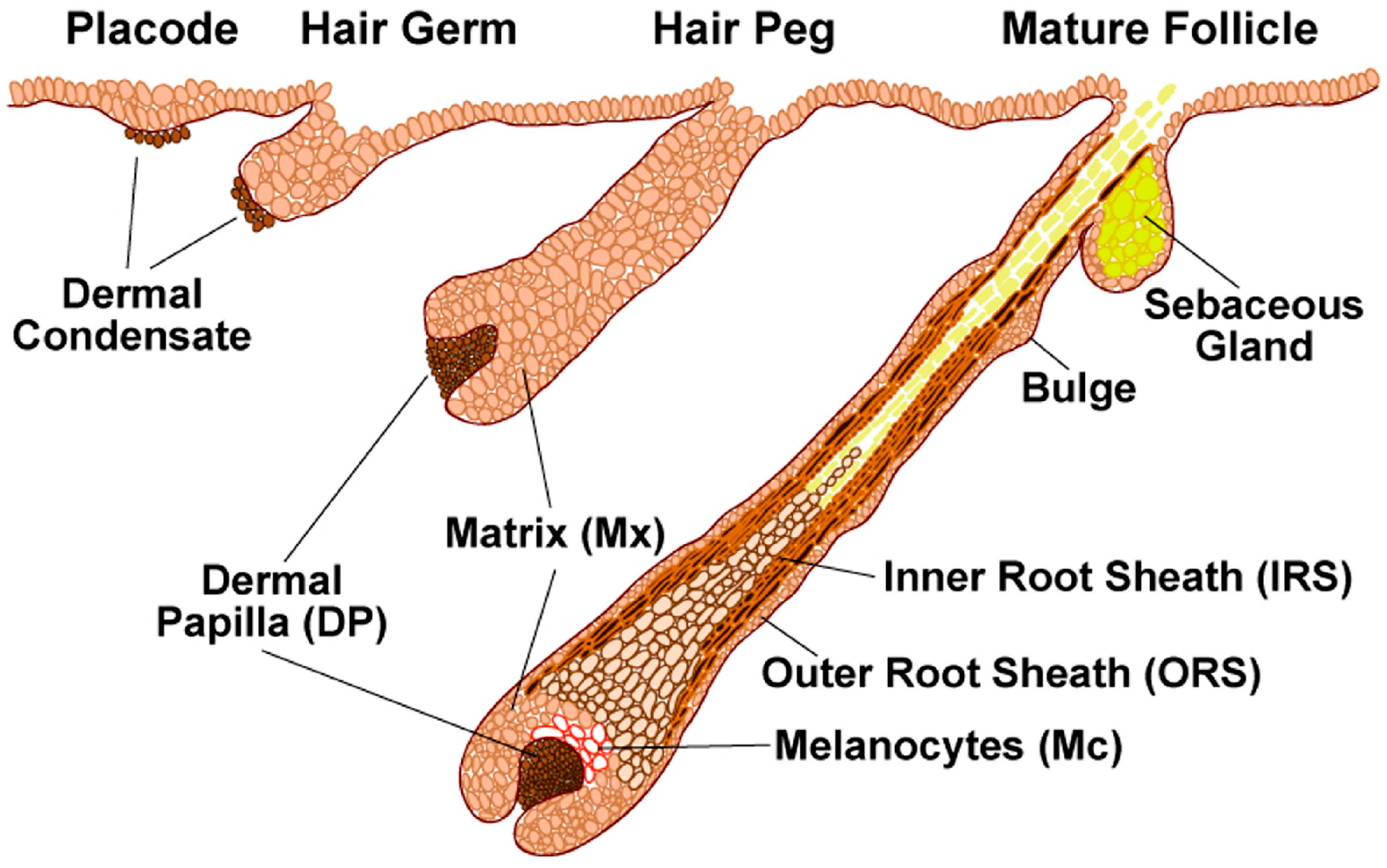 a human hair in cross-section appeared flat in shape. the racial origin was most likely