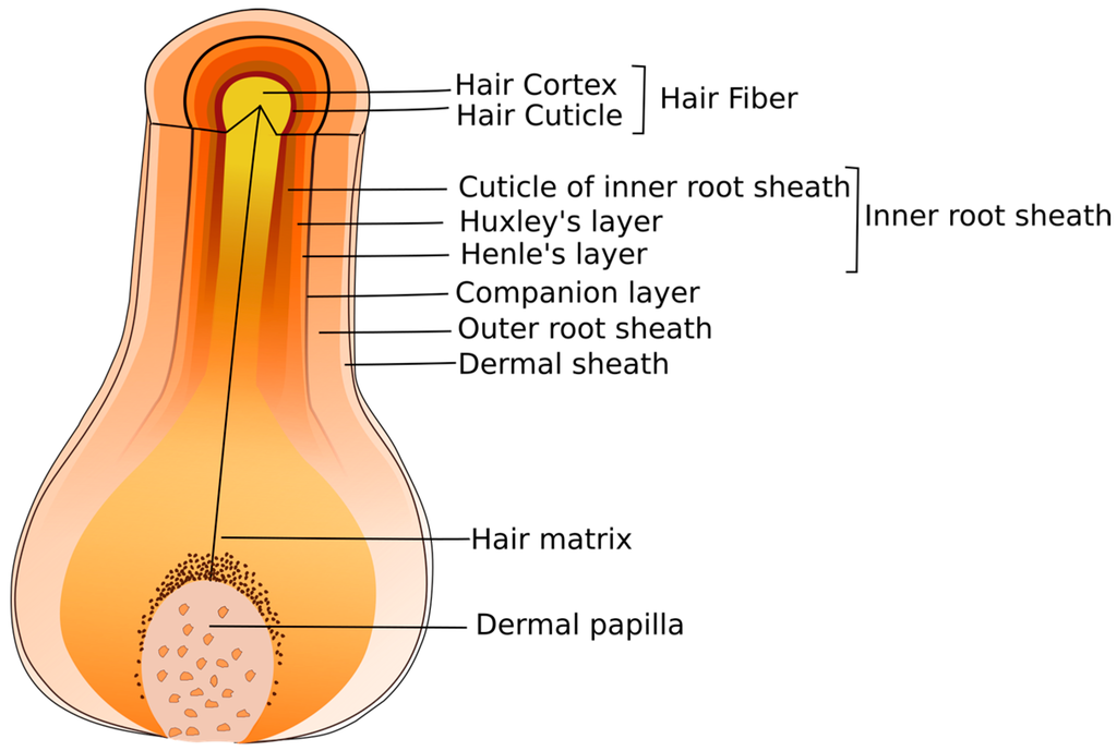 PDF] Study on the Morphological Change of Straight Permanent Waved Hair by  Tensile Strength Test