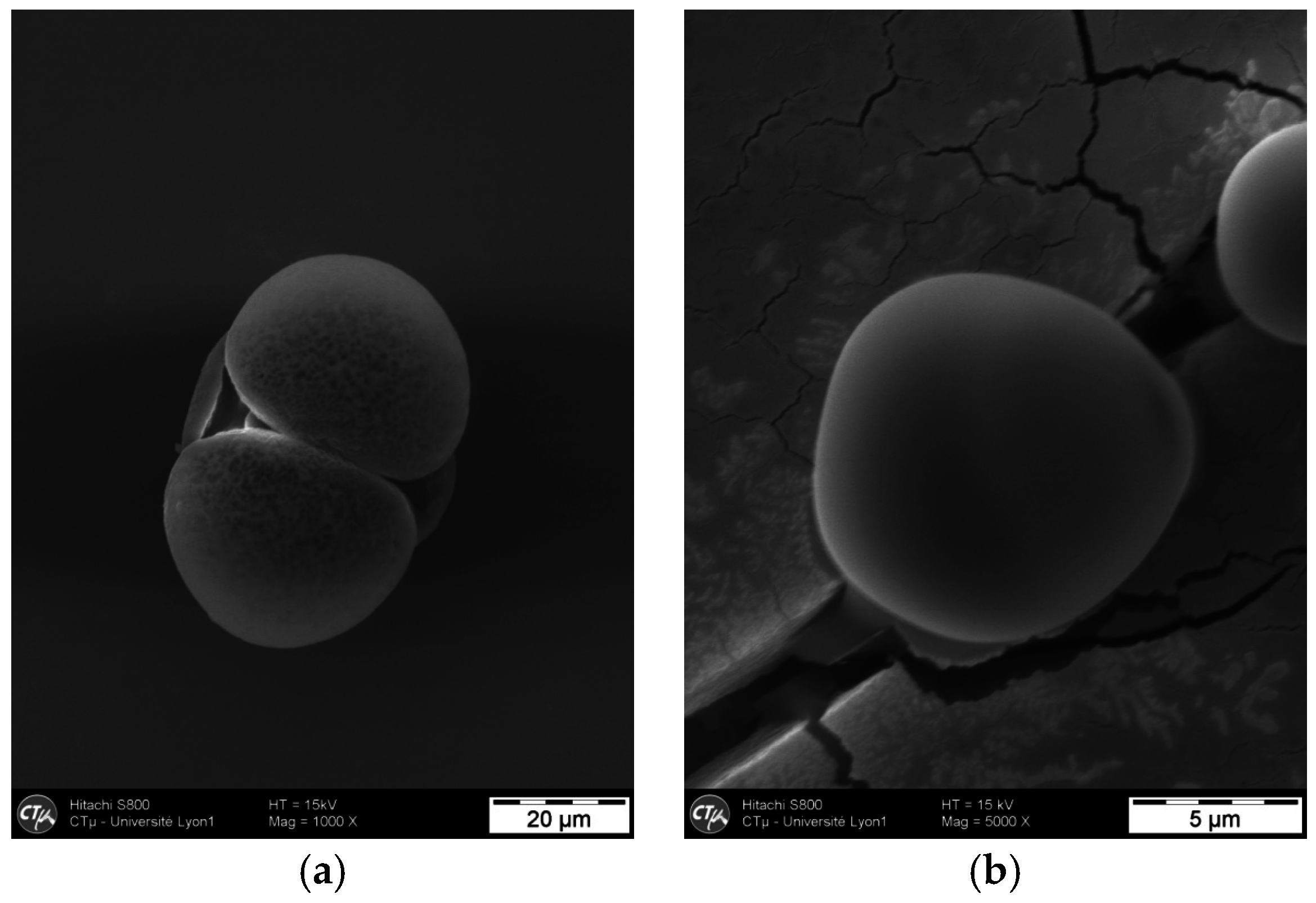 Cosmetics 03 00038 g003 550