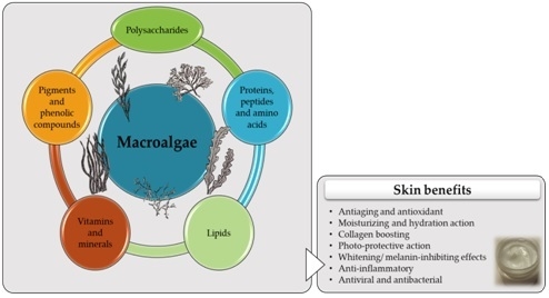 Cosmetics Free Full Text Macroalgae Derived Ingredients For Cosmetic Industry An Update Html