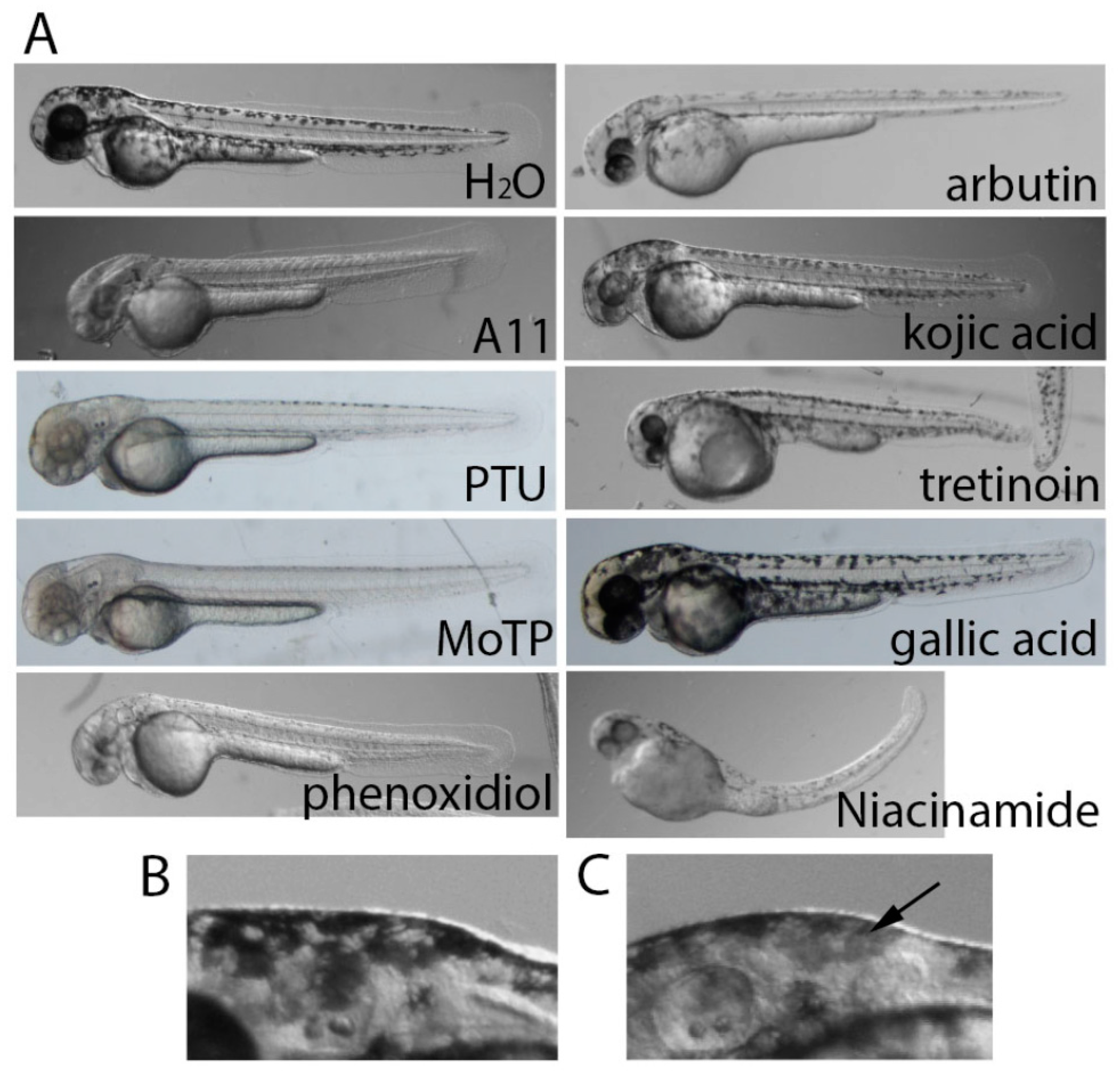 Cosmetics 05 00045 g003