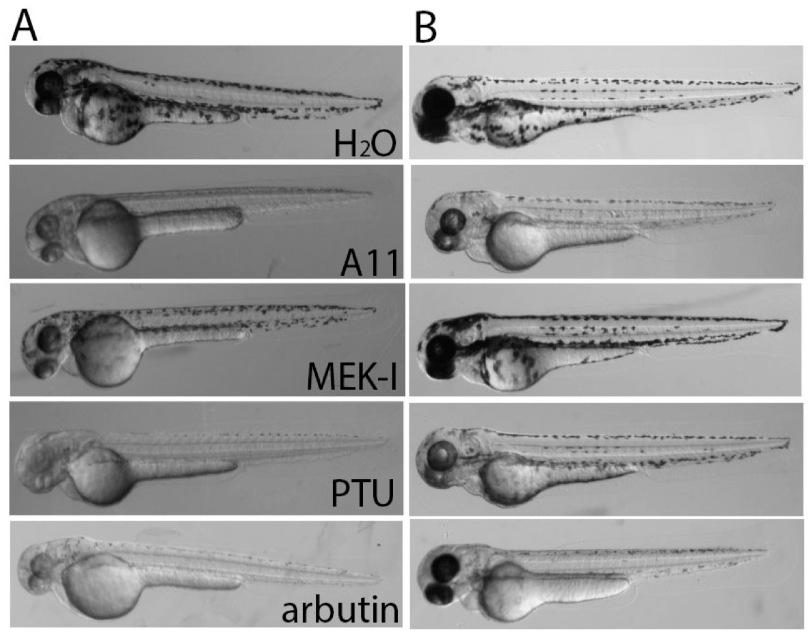 Cosmetics 05 00045 g005