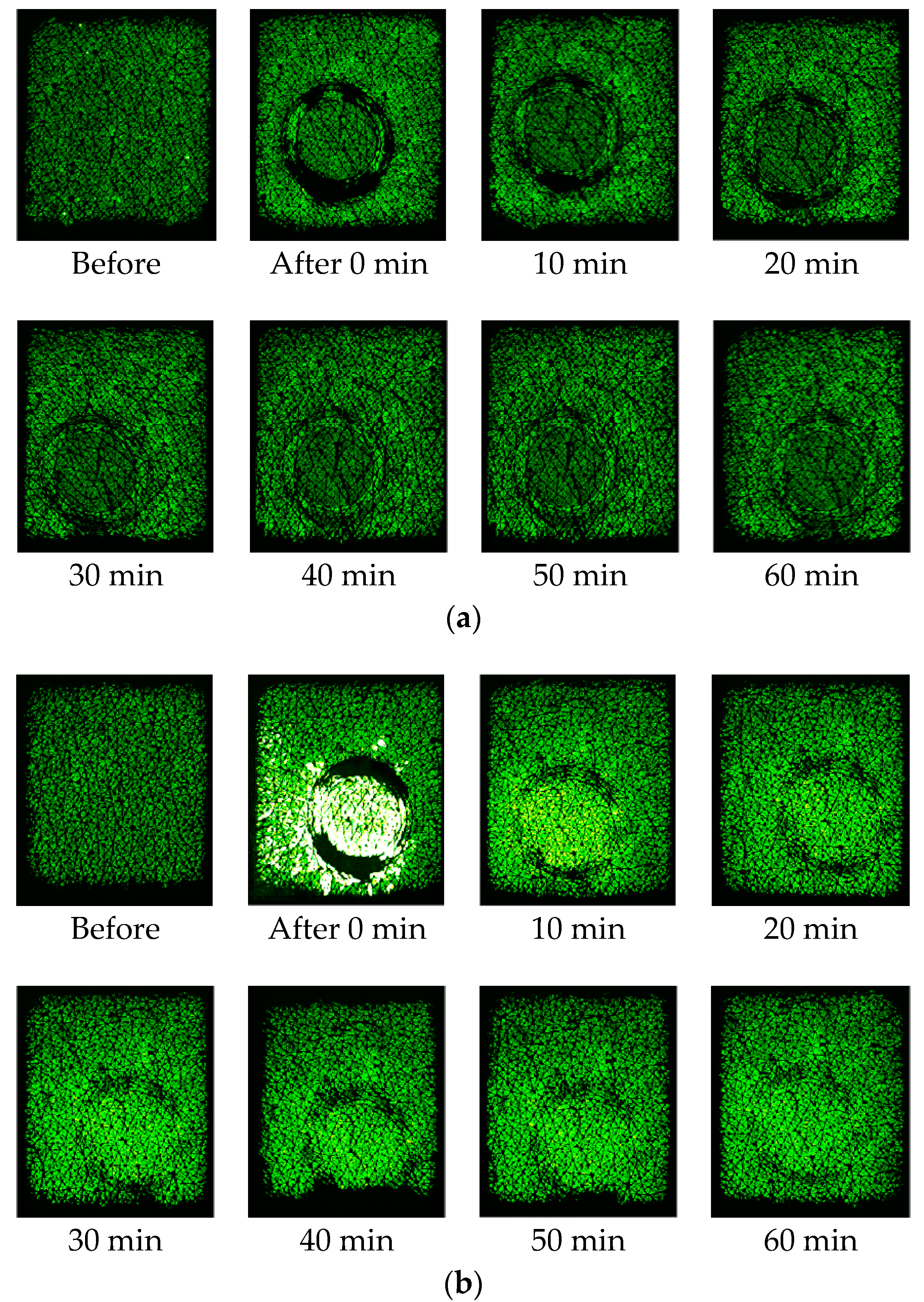 Cosmetics 05 00052 g006a