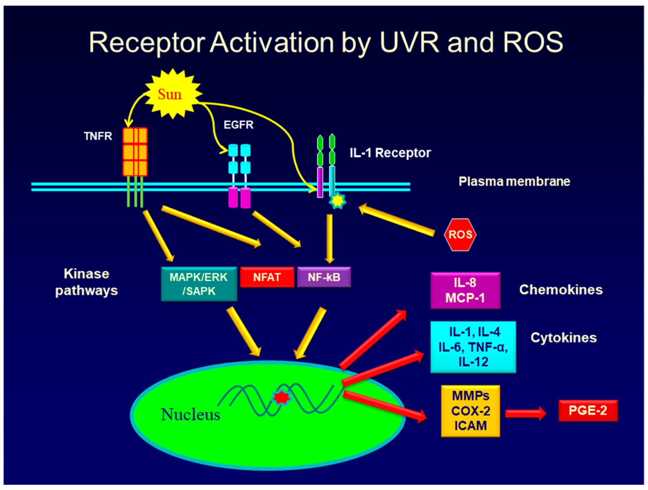 anti aging ital receptek