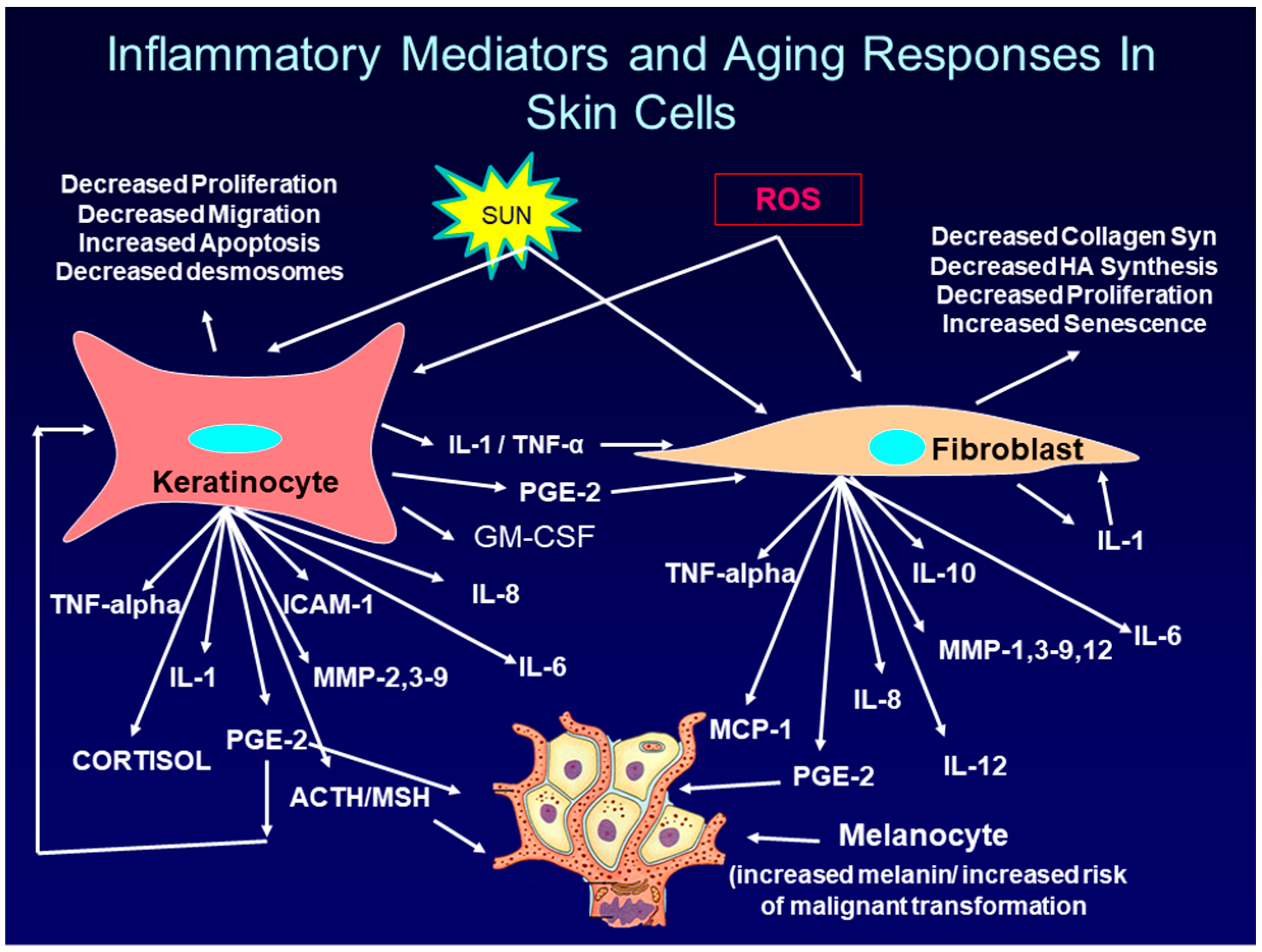 szökőkút anti aging ital receptek nyilatkozat impot forrás suisse anti aging