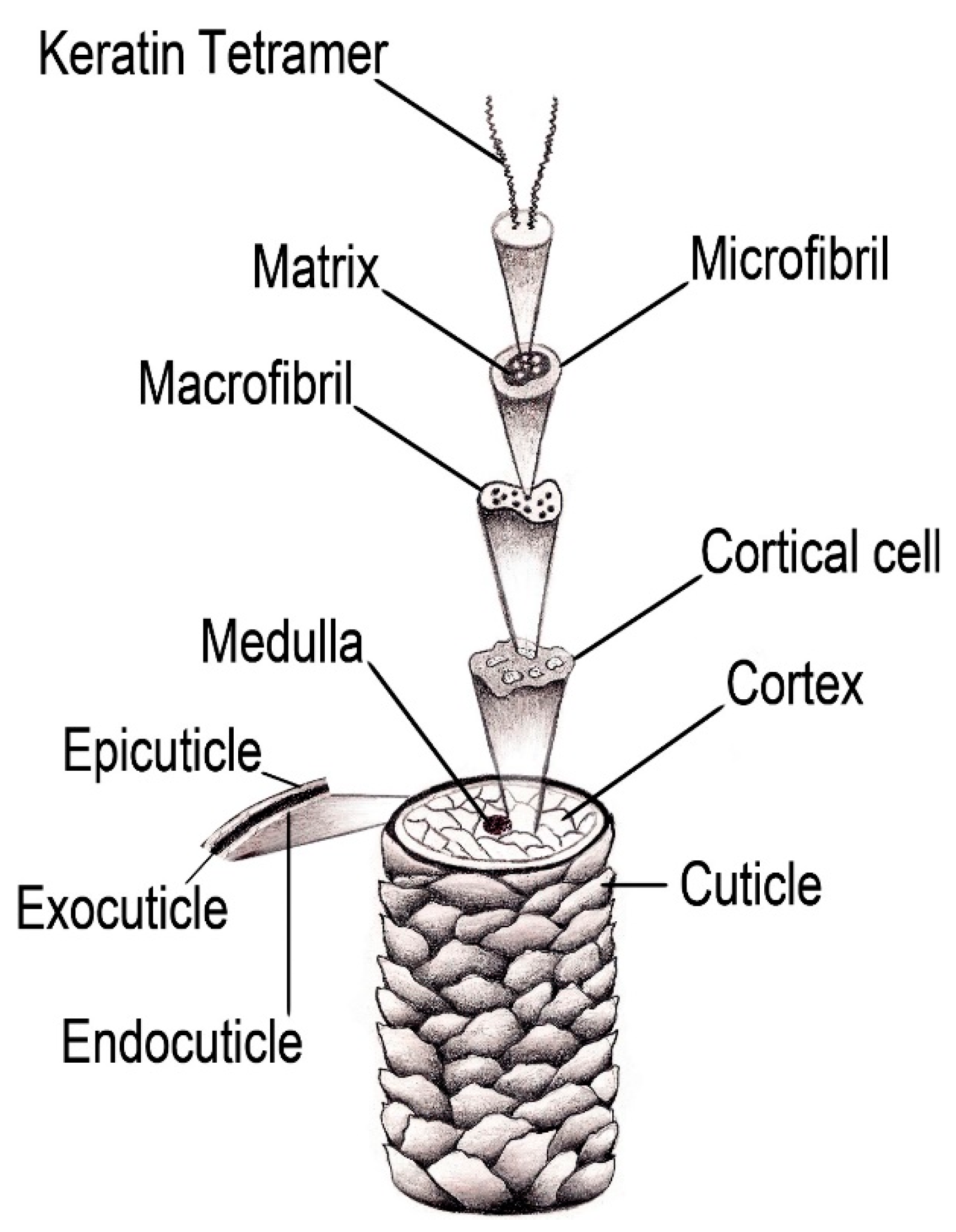 Study Correlates Oil Penetration into Hair with Tensile Strength