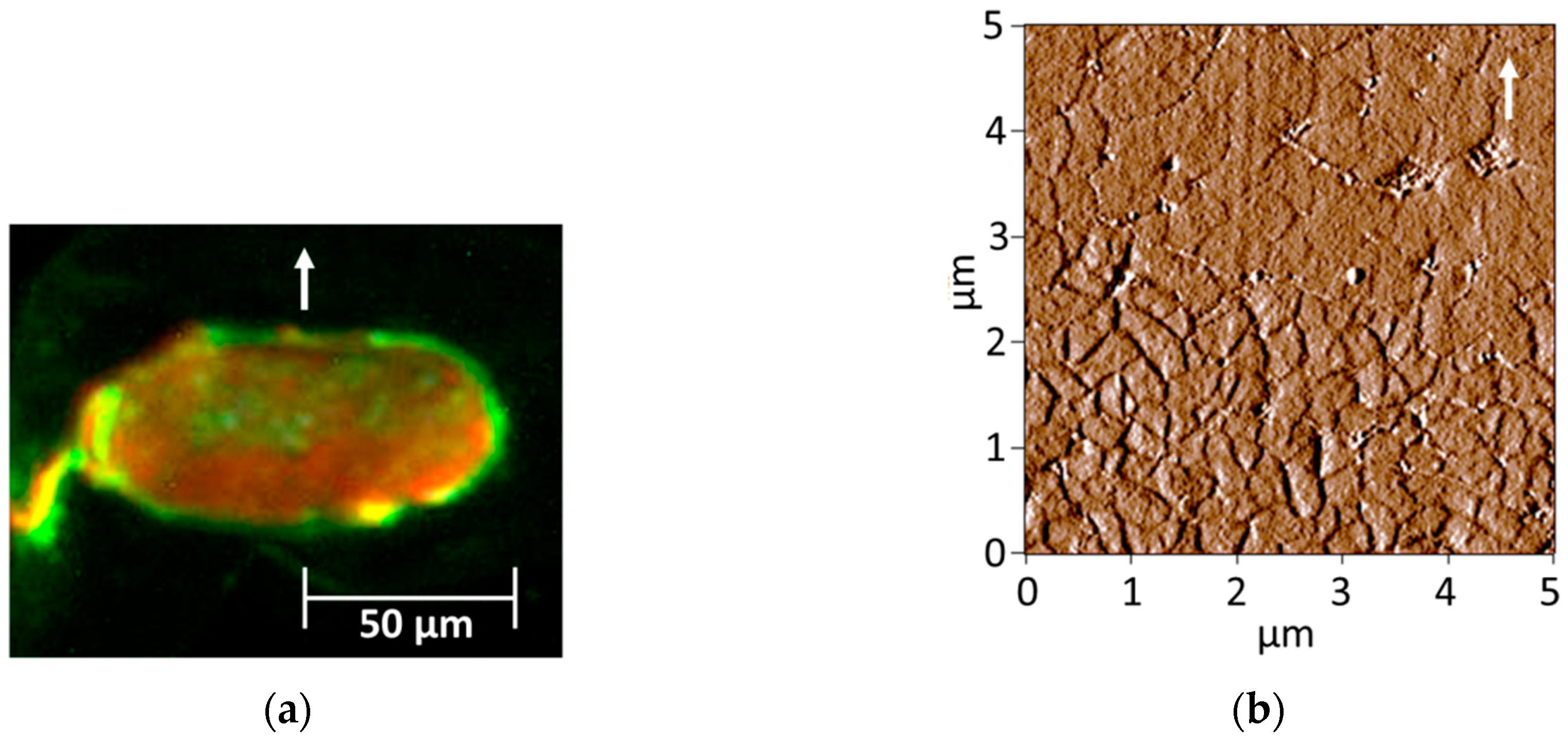 Cosmetics 06 00024 g004