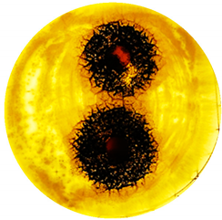 Cosmetics 06 00030 i010