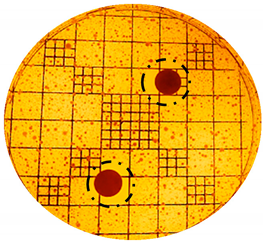 Cosmetics 06 00030 i012