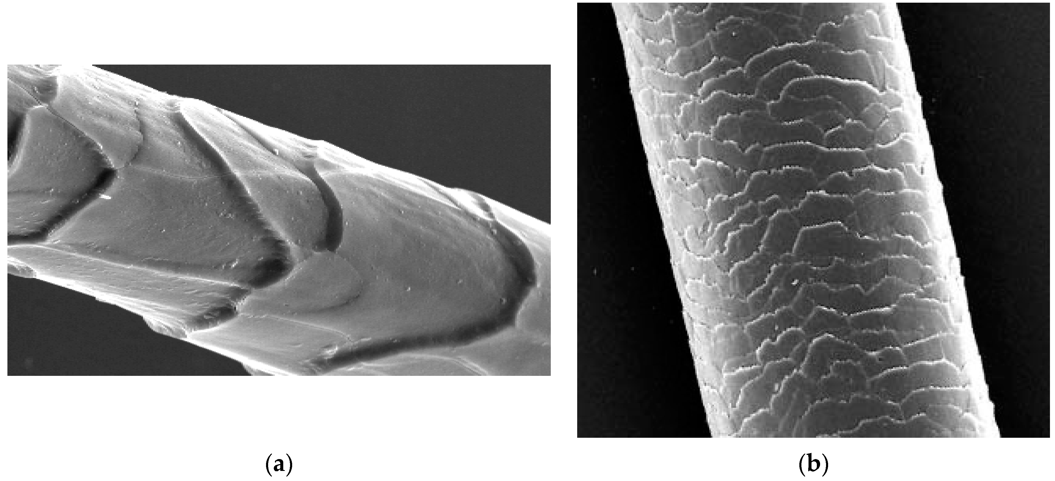 Cosmetics | Free Full-Text | Known and Unknown Features of Hair Cuticle Structure: A ...3557 x 1624