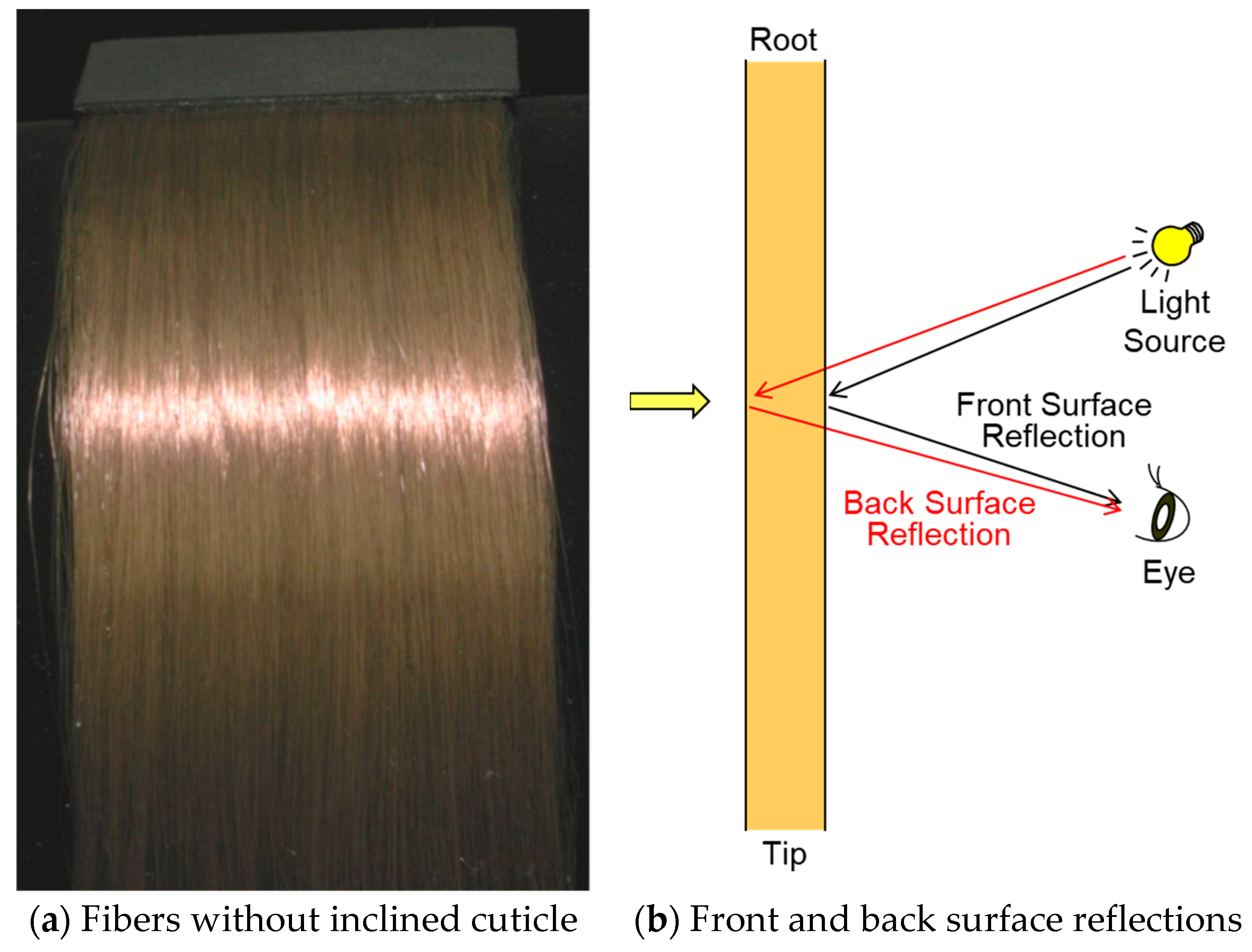 Cosmetics | Free Full-Text | Hair Structures Affecting Hair Appearance Cosmetics | Free Full-Text | Hair Structures Affecting Hair Appearance