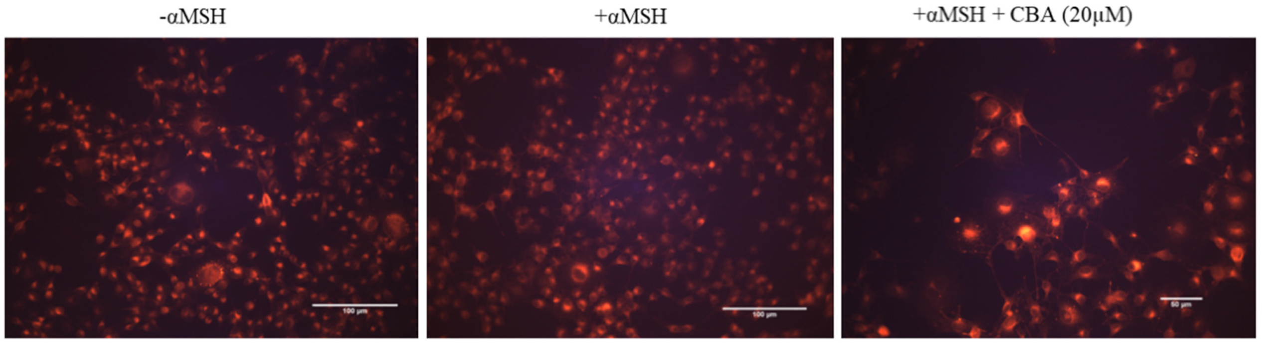 Cosmetics 06 00051 g004 Cosmetics 06 00051 g004