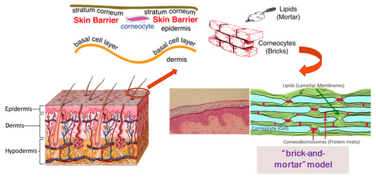 Cosmetics 06 00052 g001 550