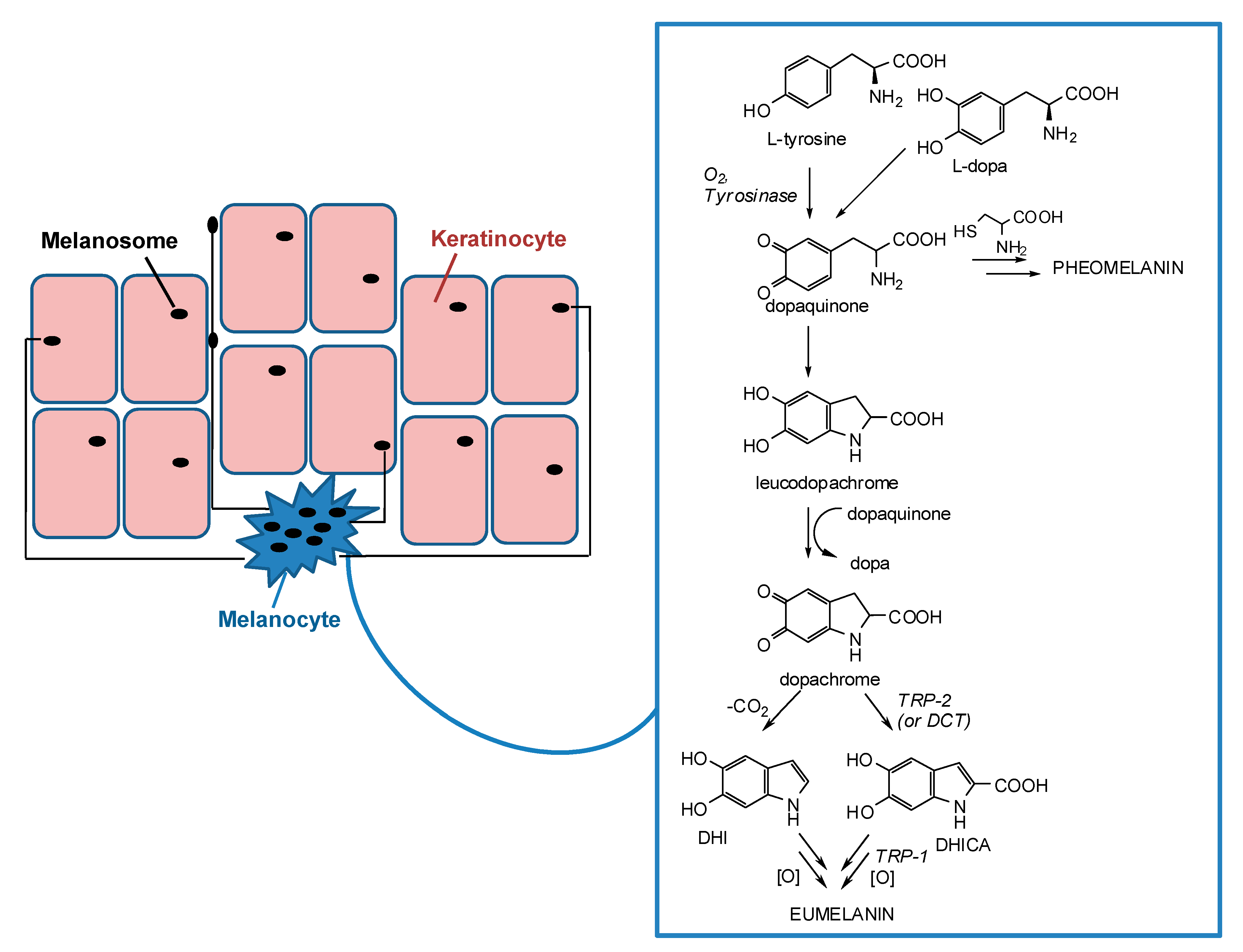Cosmetics 06 00057 g001
