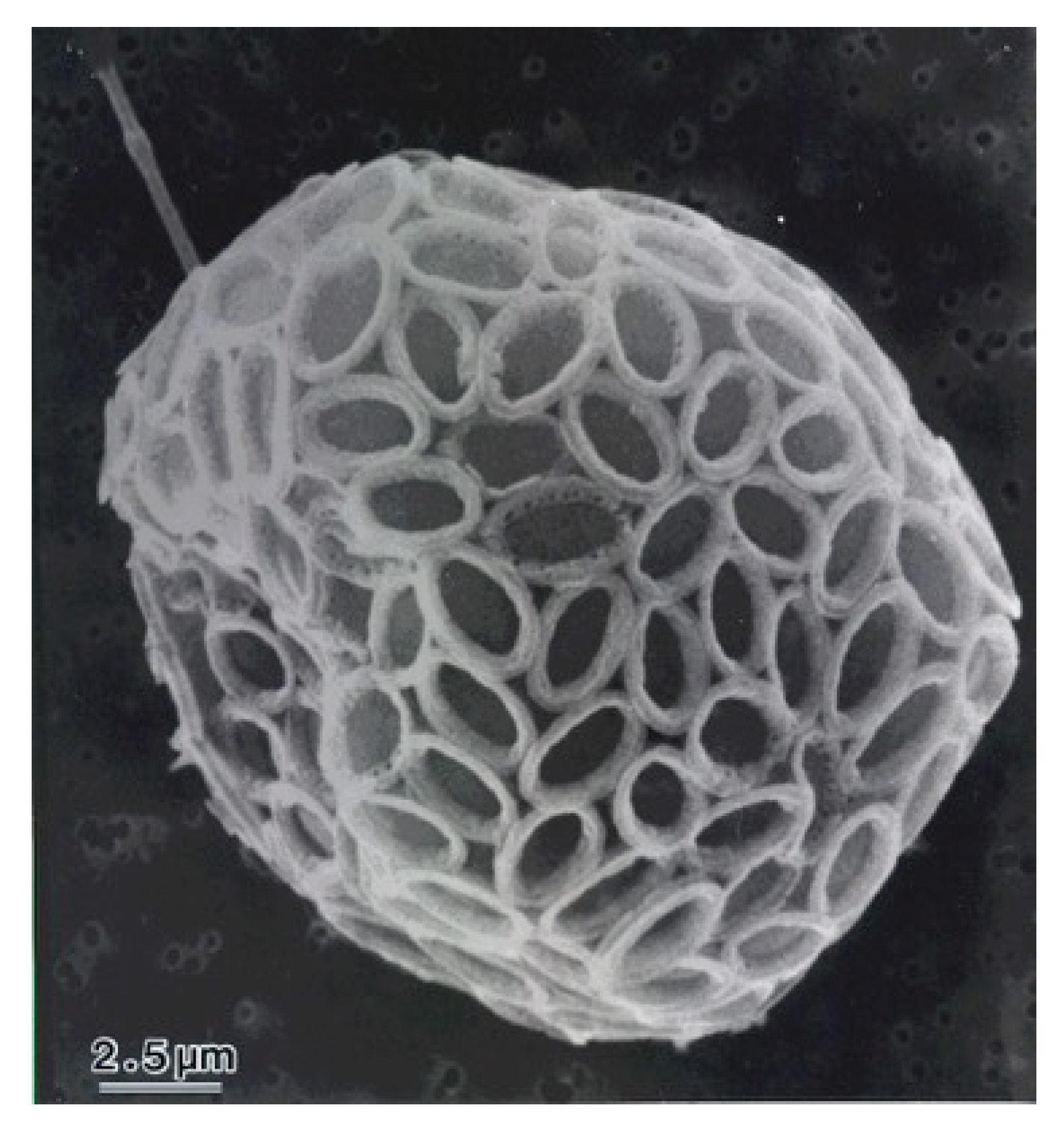 Cosmetics 06 00060 g001