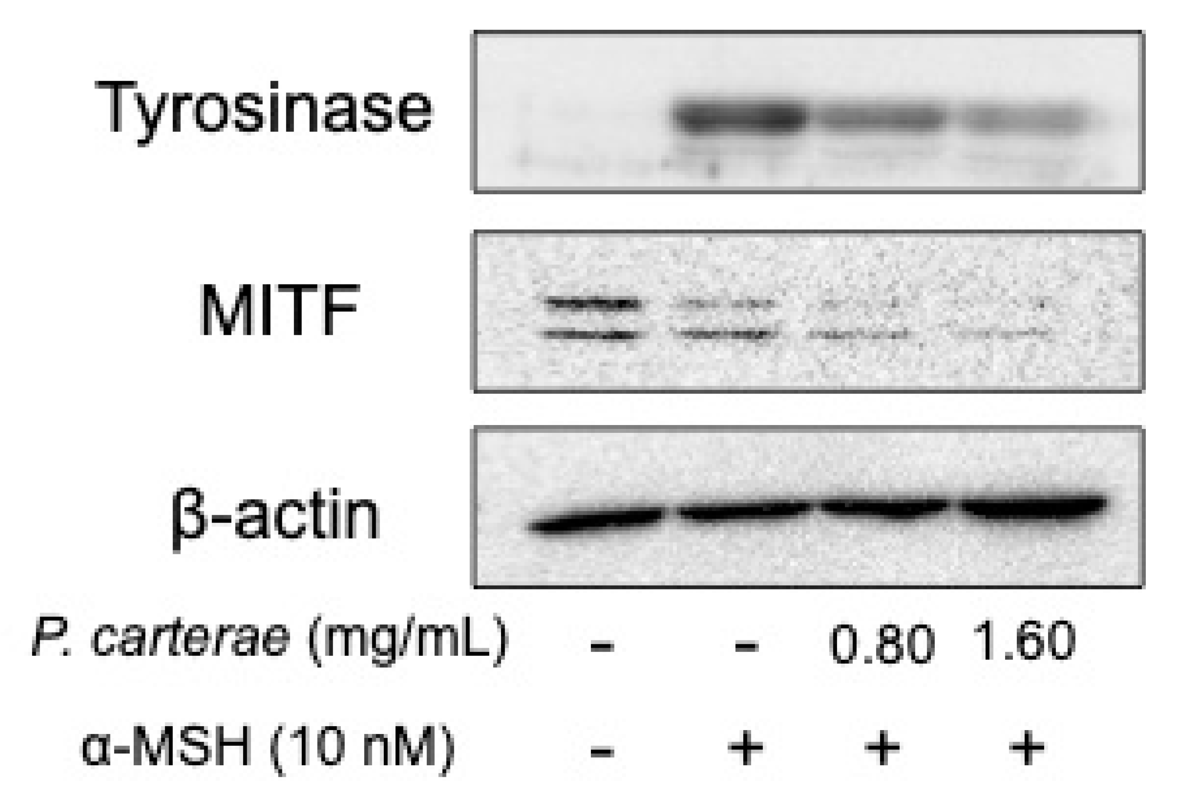 Cosmetics 06 00060 g005