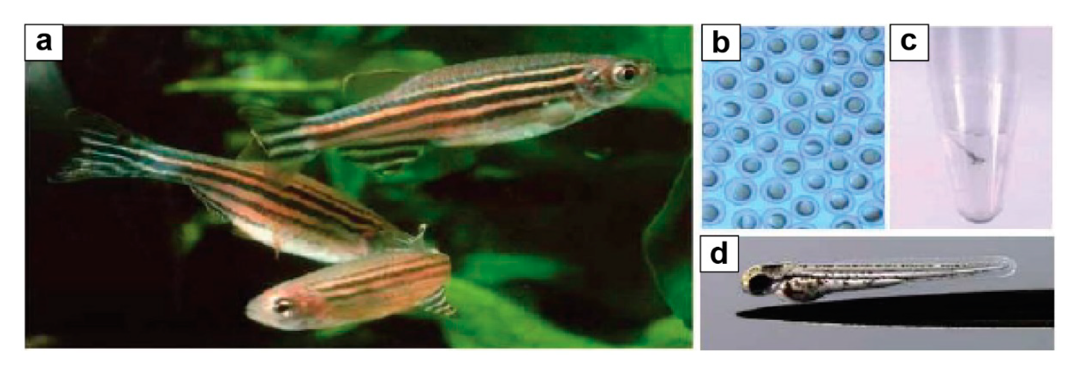 Cosmetics 06 00068 g001