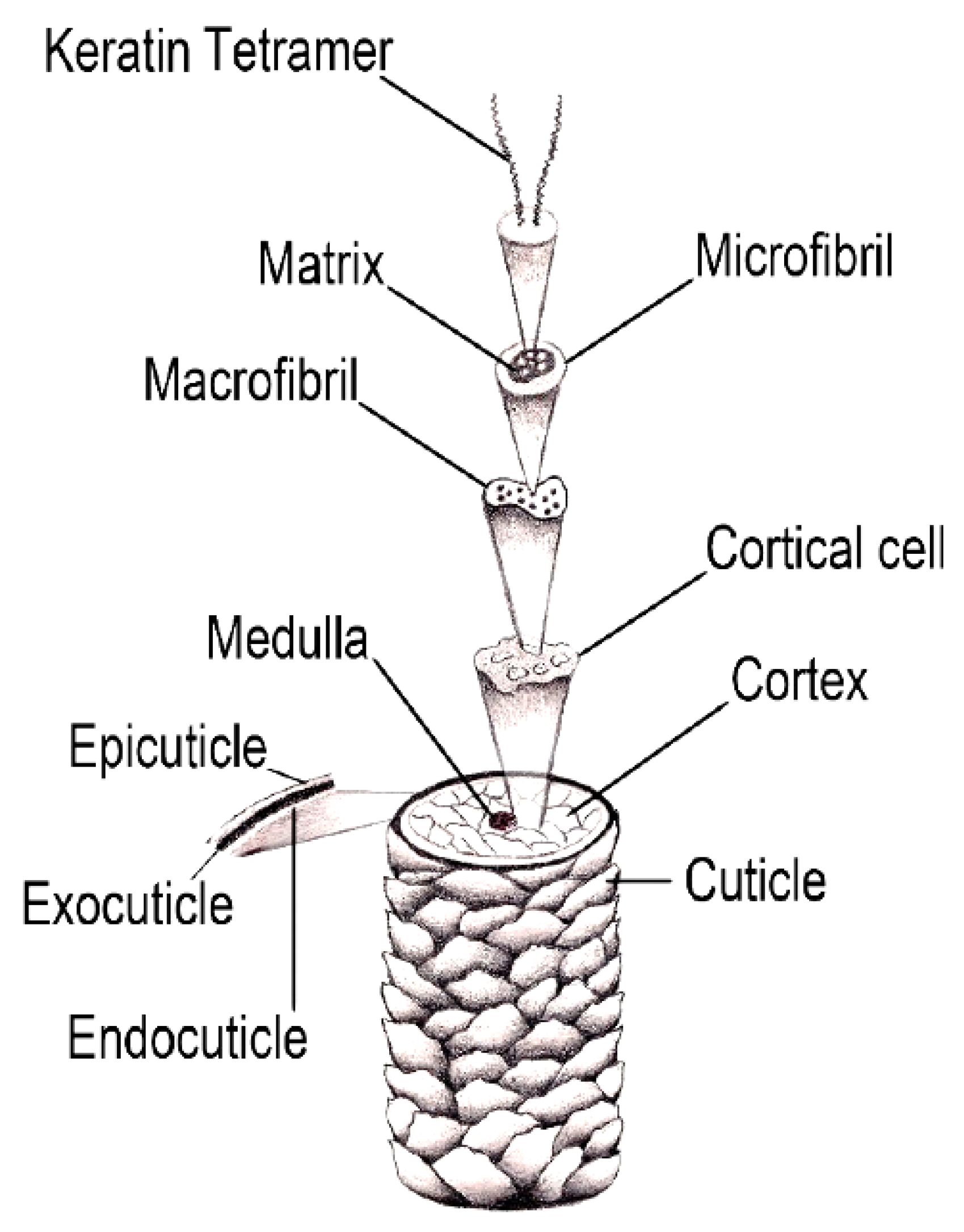 PRINCIPLES OF COSMETIC EVALUATIONS, MEASUREMENT OF HAIR TENSILE STRENGTH, COSMETIC