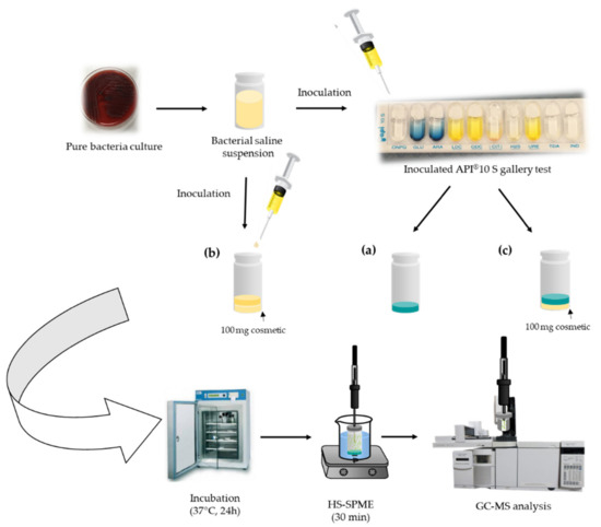 Tracking Bacterial Spoilage in Cosmetics by a New Bioanalytical ...