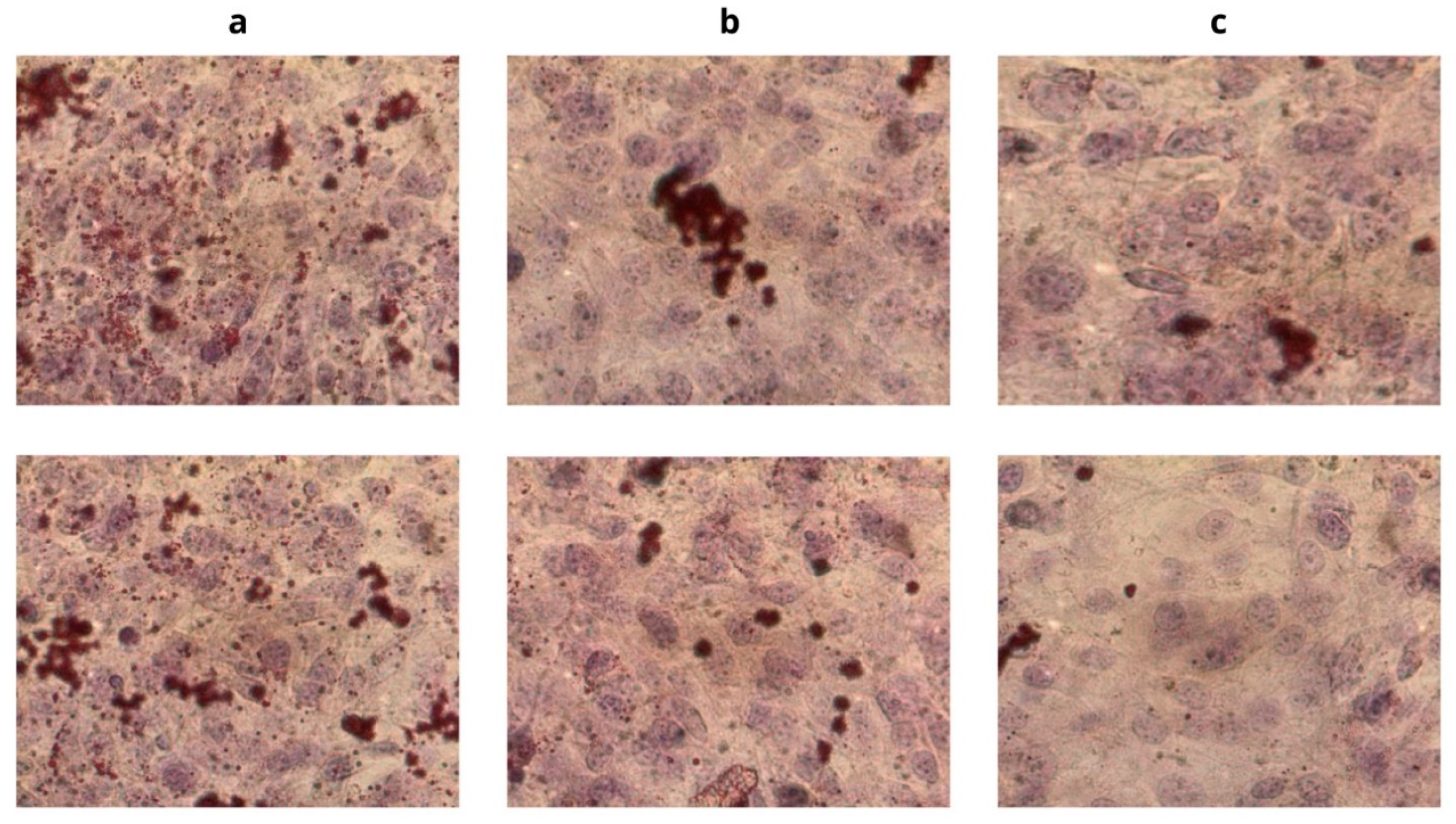 Cosmetics 07 00048 g002 Cosmetics 07 00048 g002